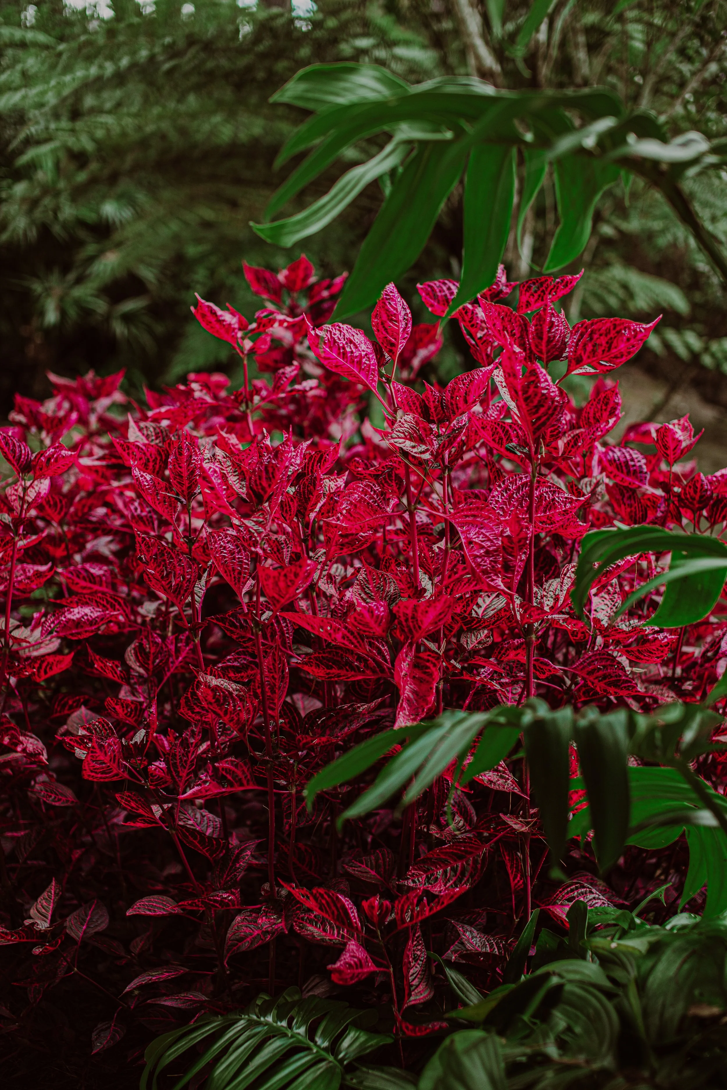 Bloodleaf Auckland Palm Centre.jpg