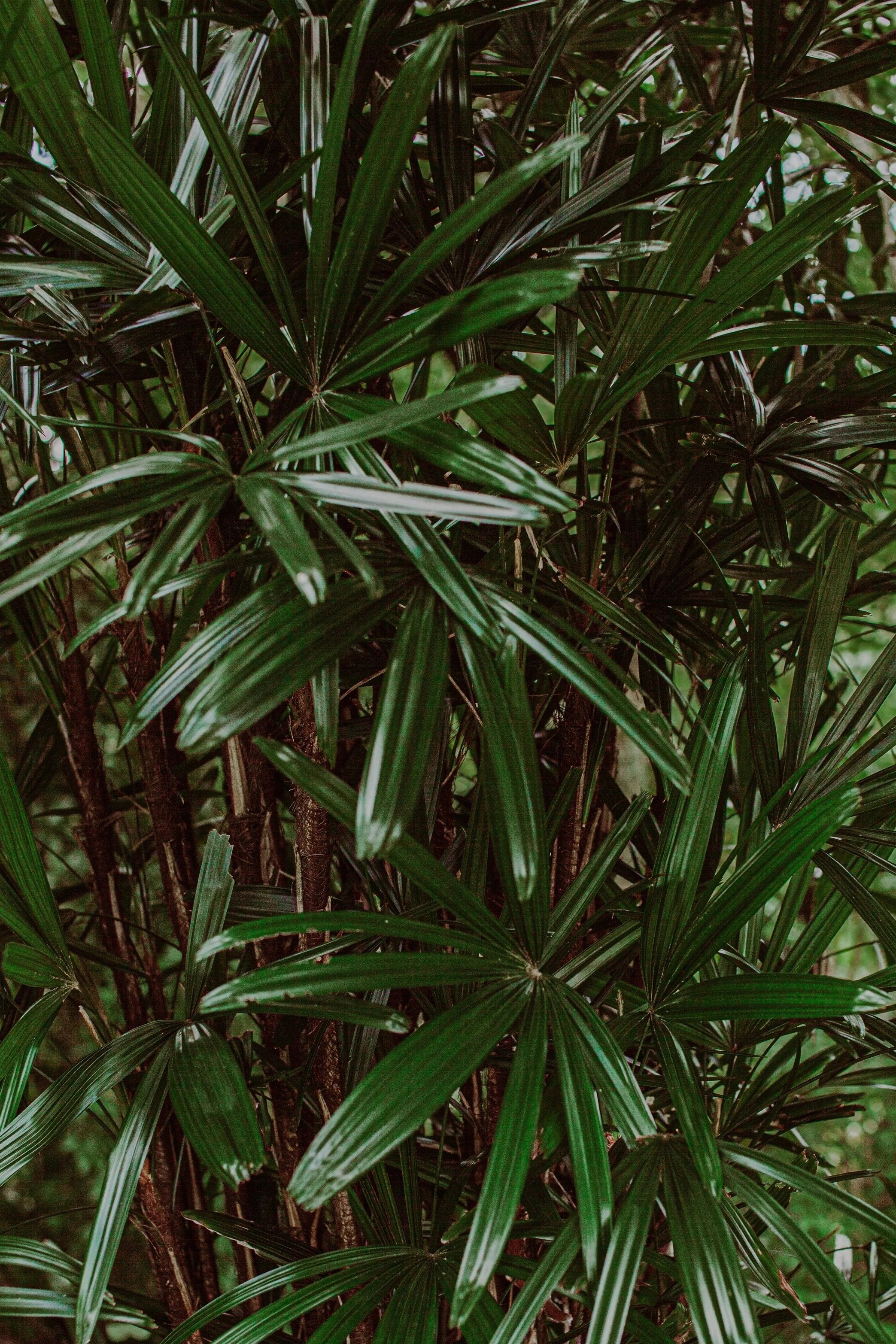 Lady Palm 2 Auckland Palm Centre.jpg