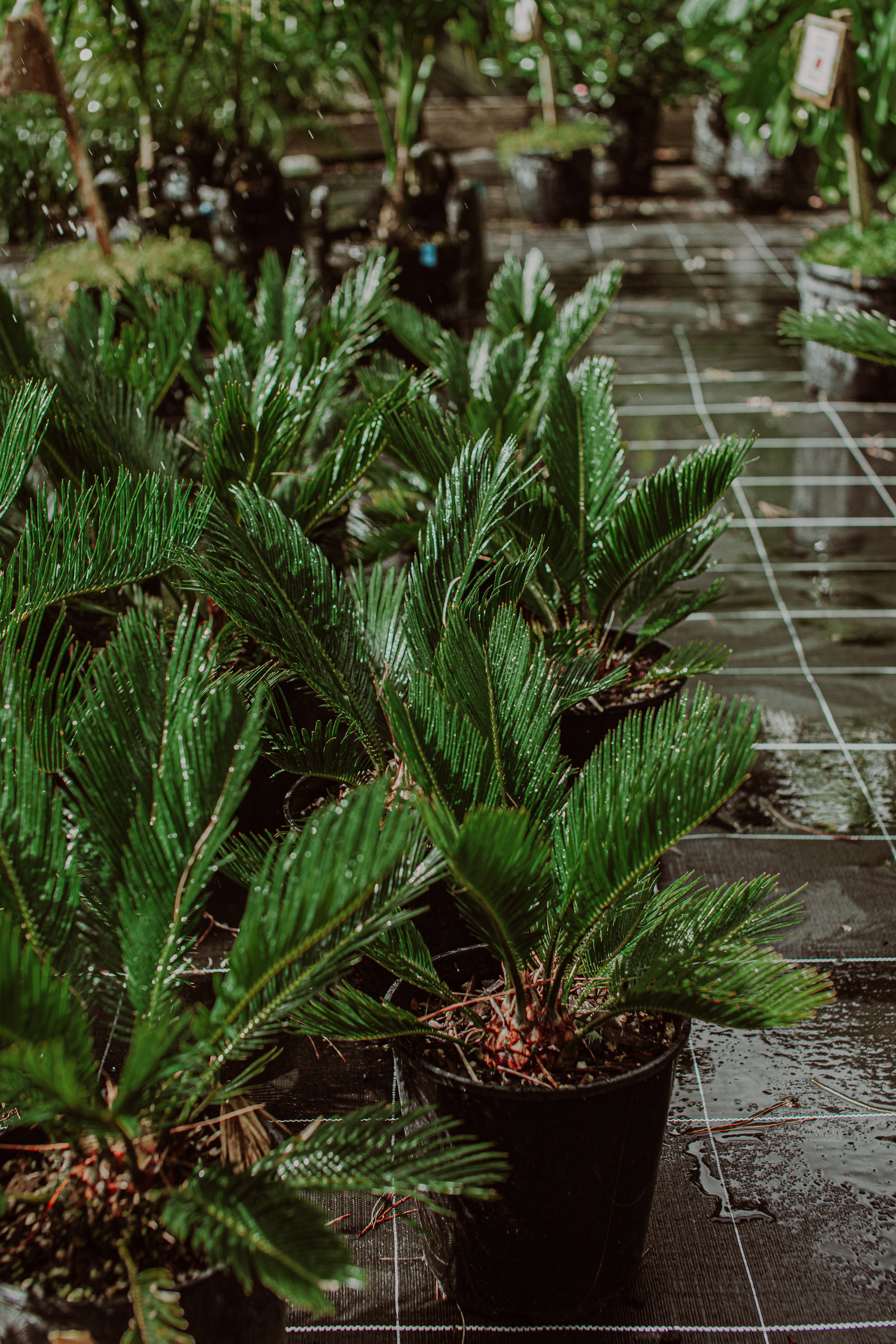 Sago Palm Auckland Palm Centre.jpg