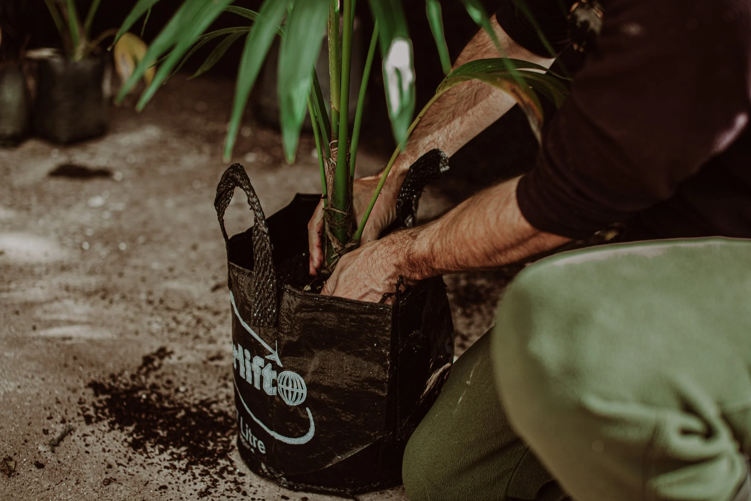 Kentia Palm Auckland Palm Centre.jpg