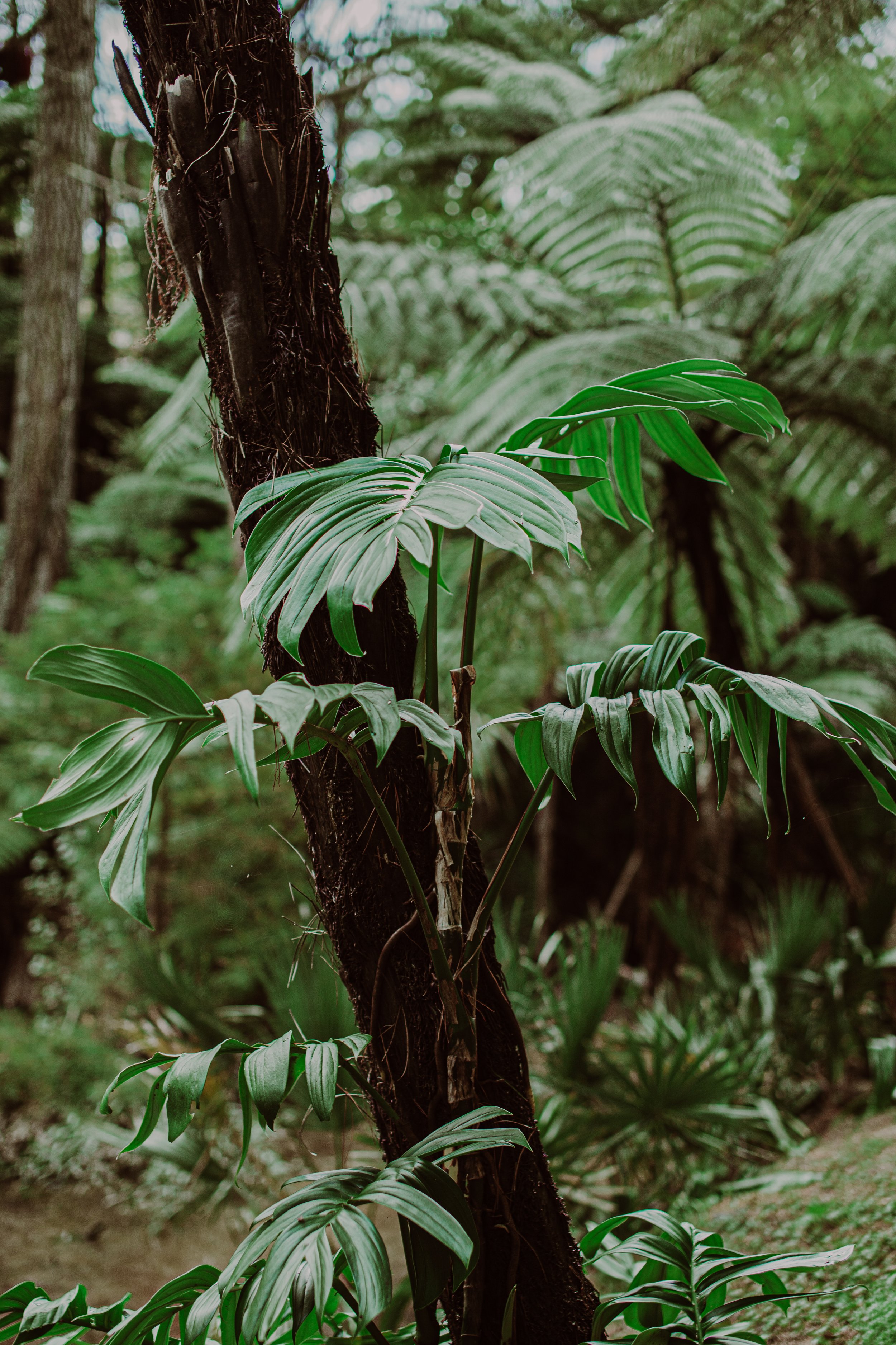 Rhaphidophora decursiva Auckland Palm Centre.jpg