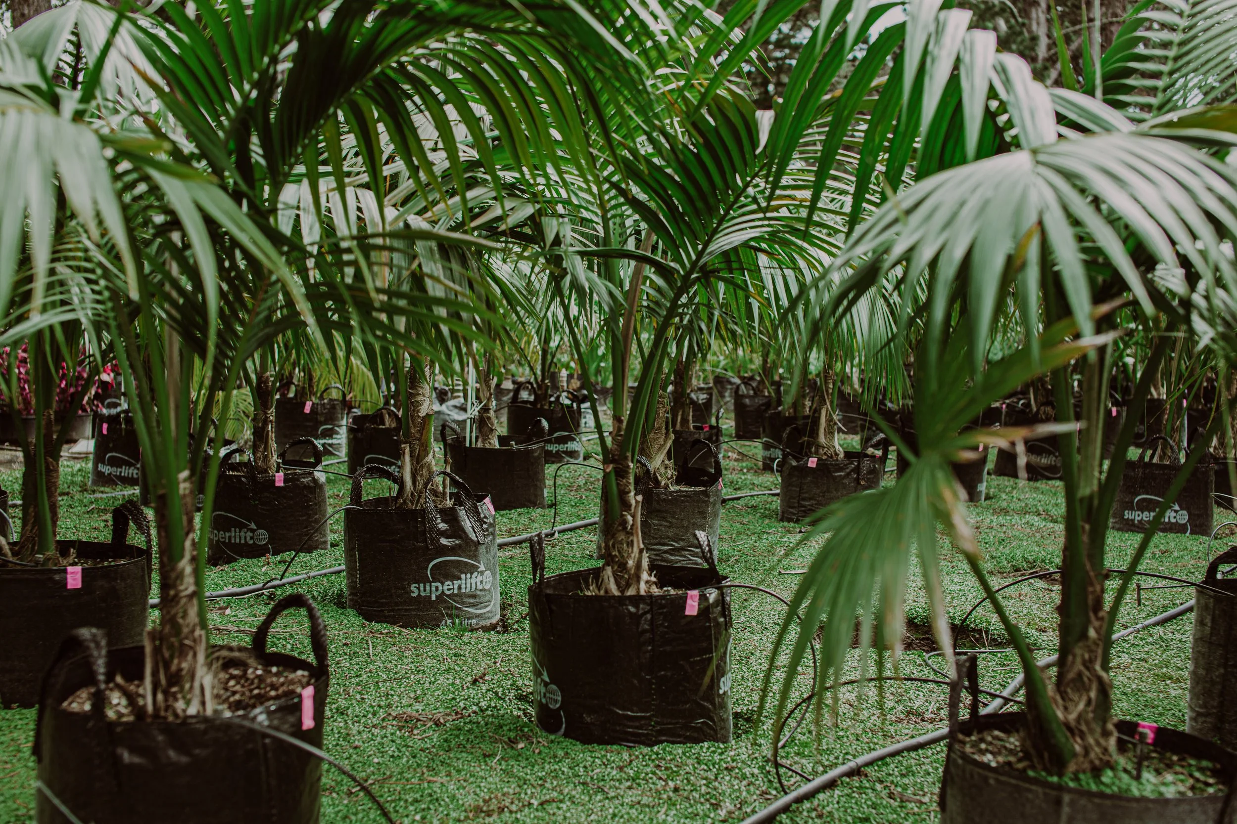 Kentia Palm Auckland Palm Centre.jpg