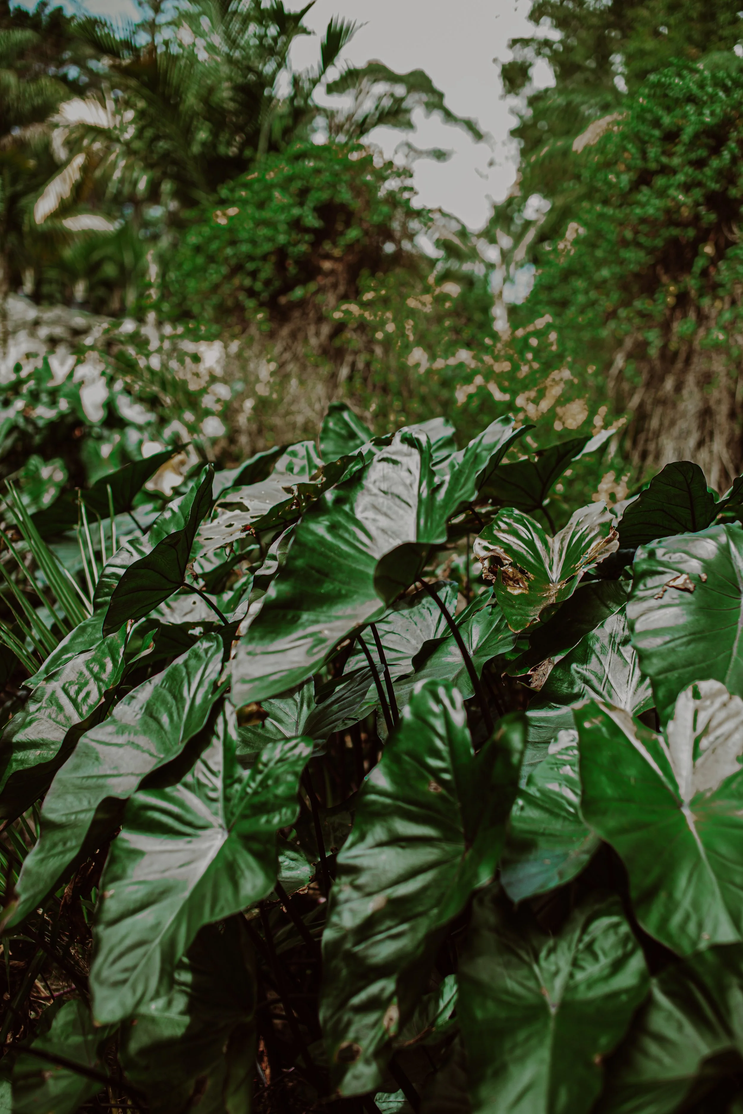 Black Taro Auckland Palm Centre.jpg