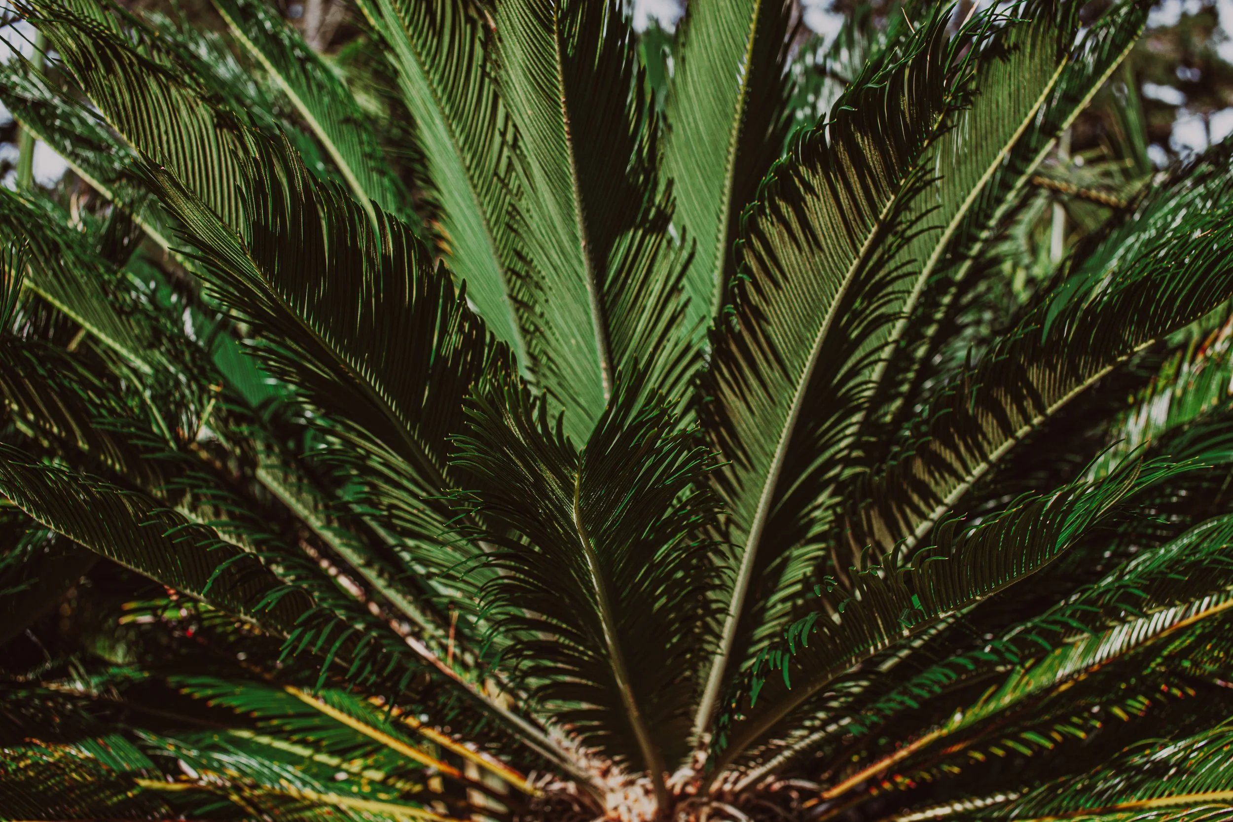 Sago Palm Auckland Palm Centre 2.jpg