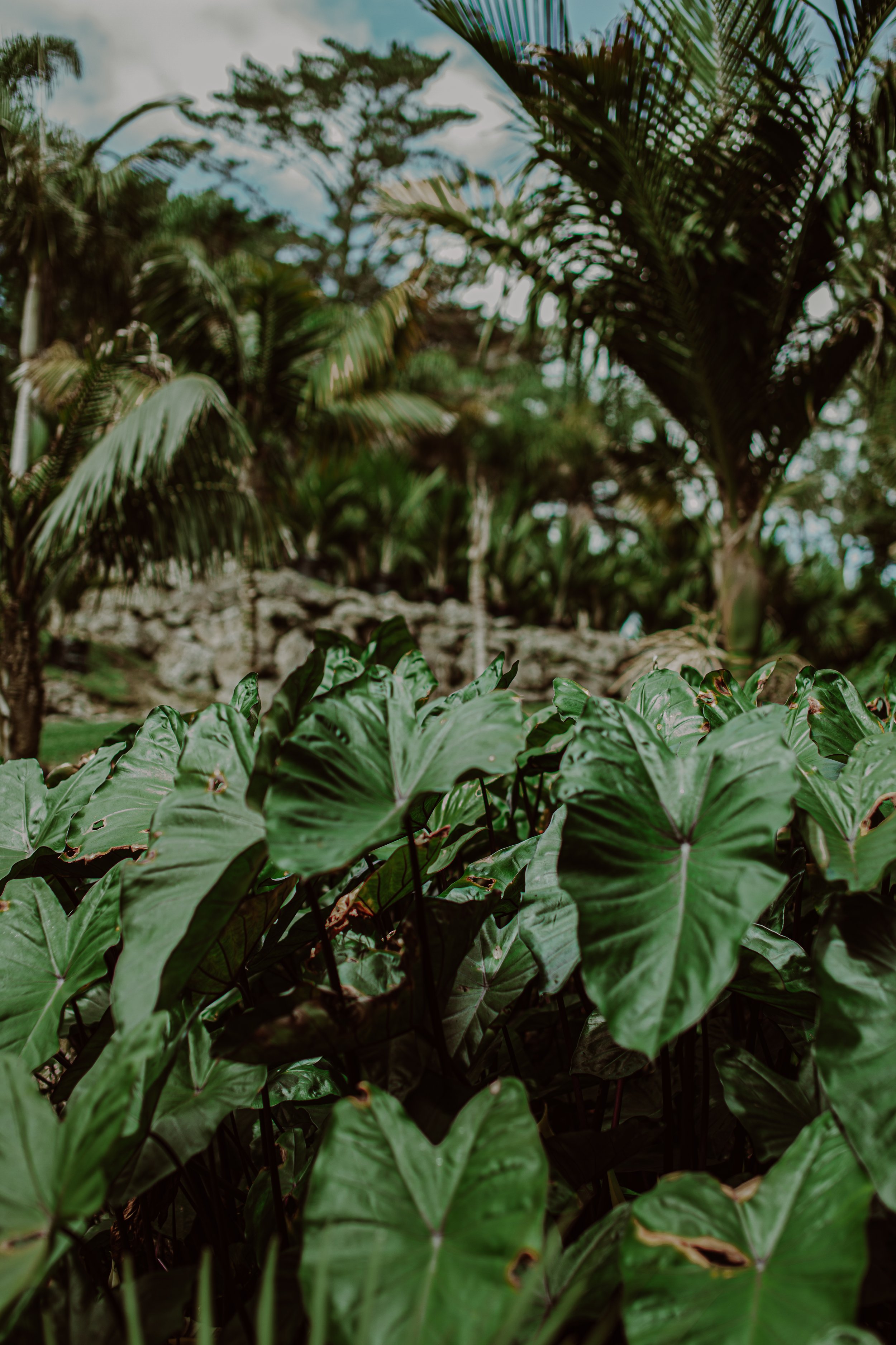 Black Taro Auckland Palm Centre.jpg