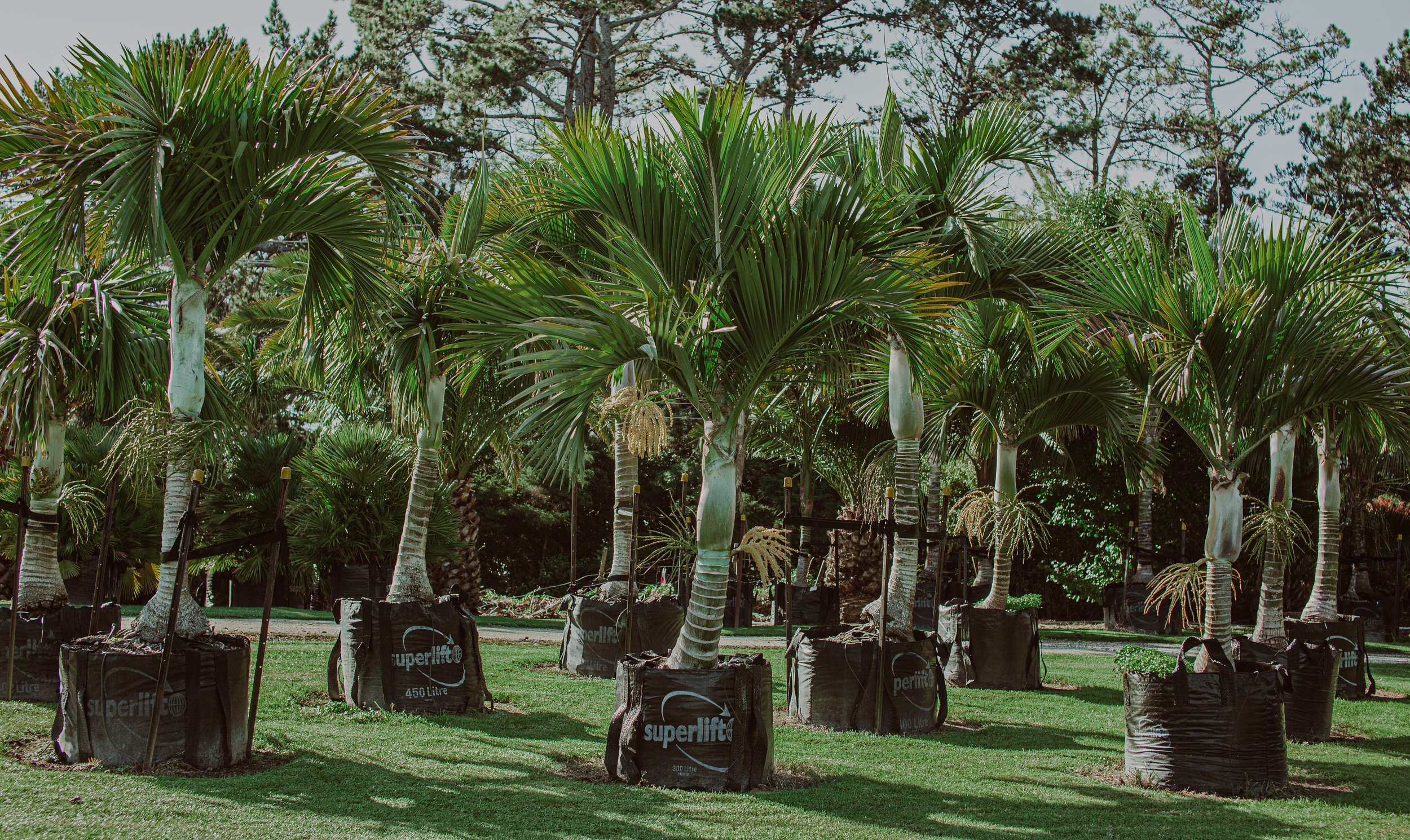 Umbrella Palm Hedyscepe canterburyana.jpg