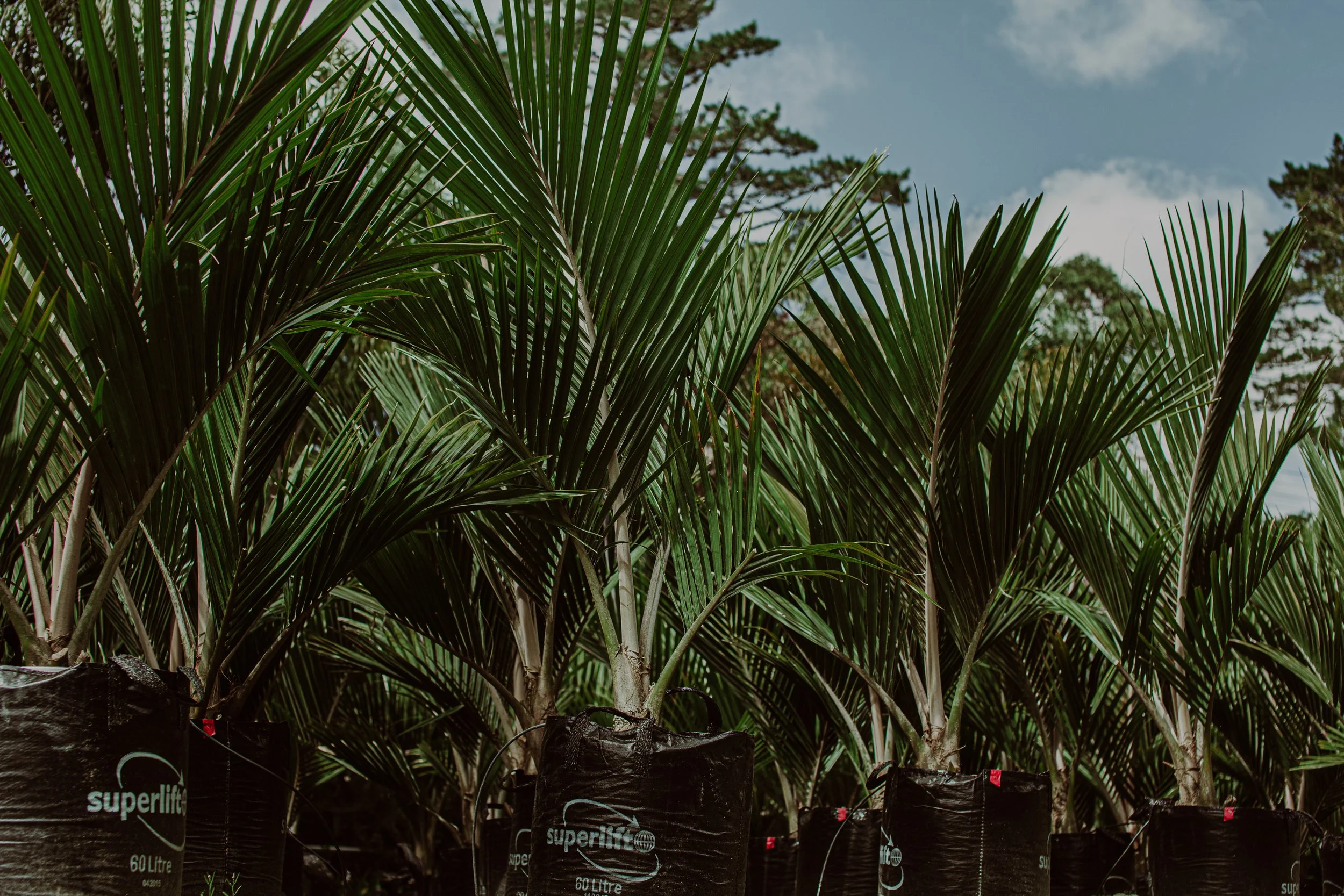 Pitt Island Nikau Auckland Palm Centre.jpg