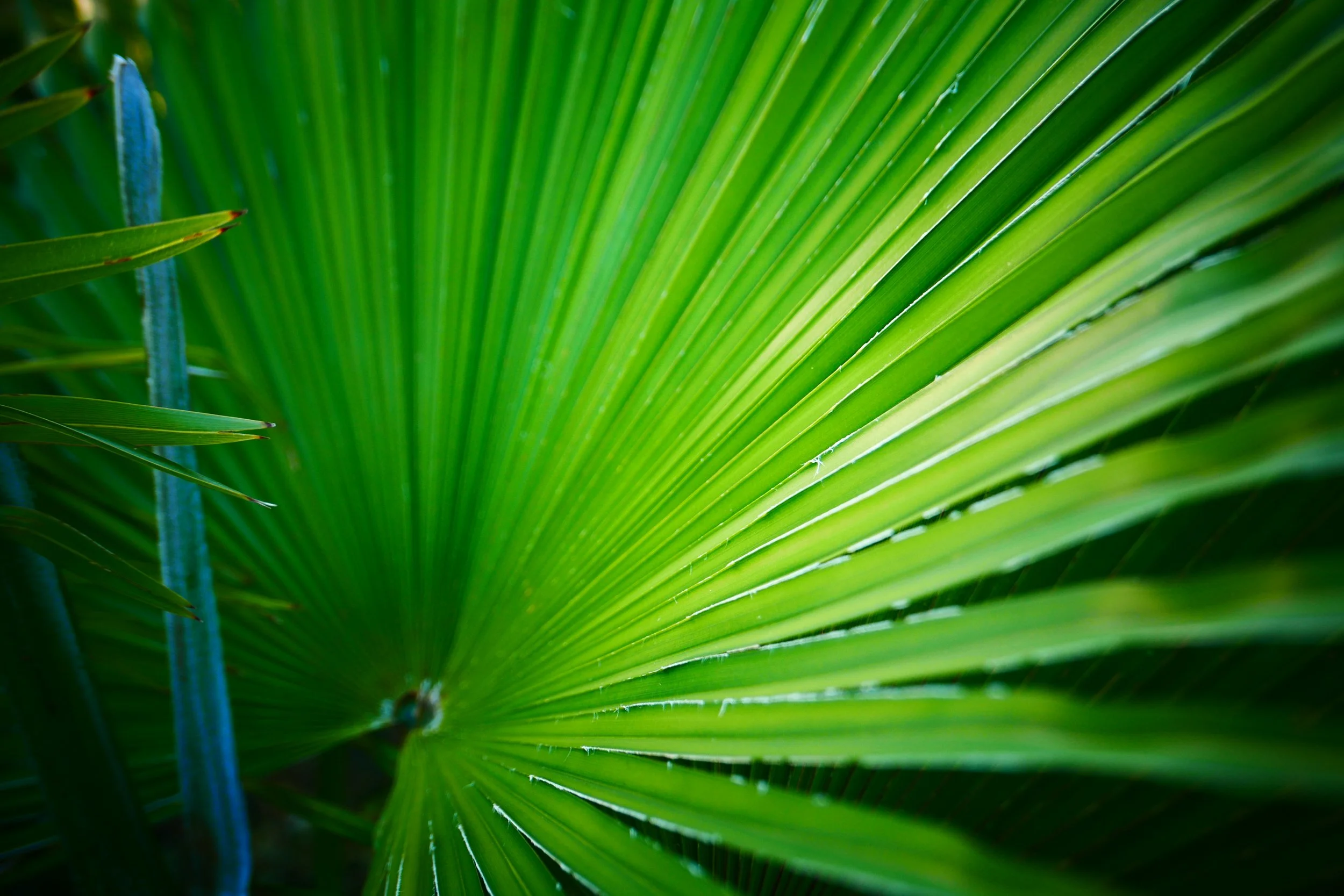 Khasia Hills Fan Palm