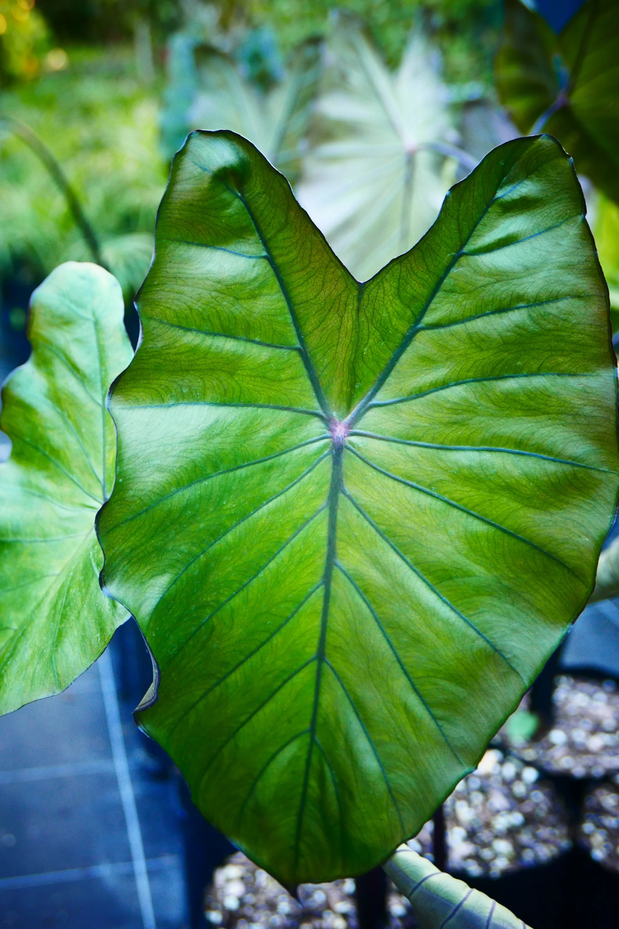 Black Taro Auckland Palm Centre.JPG