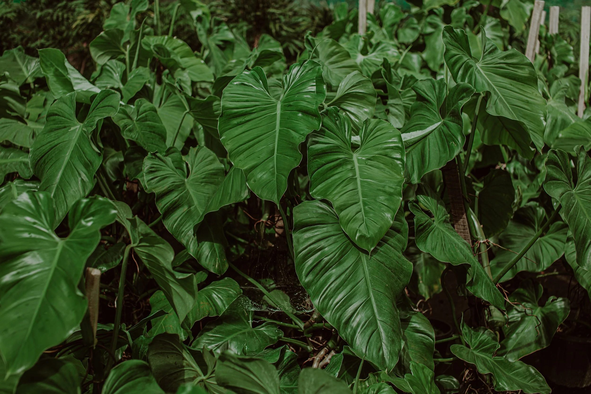 Philodendron 'Austentatious’