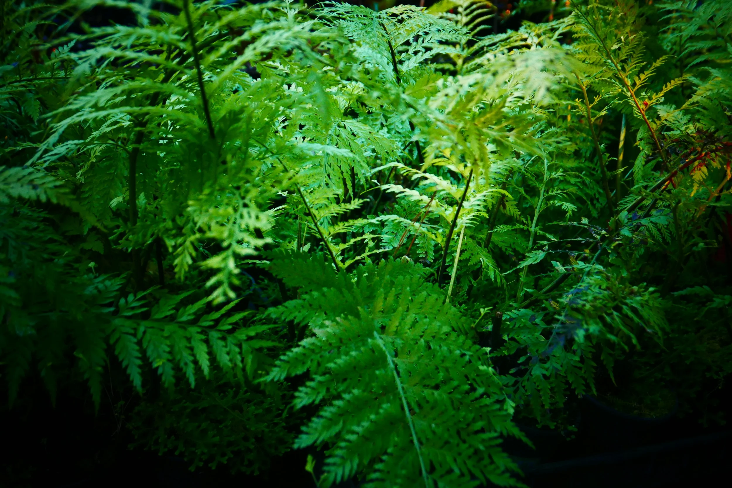 Pikopiko Fern Auckland Palm Centre.JPG