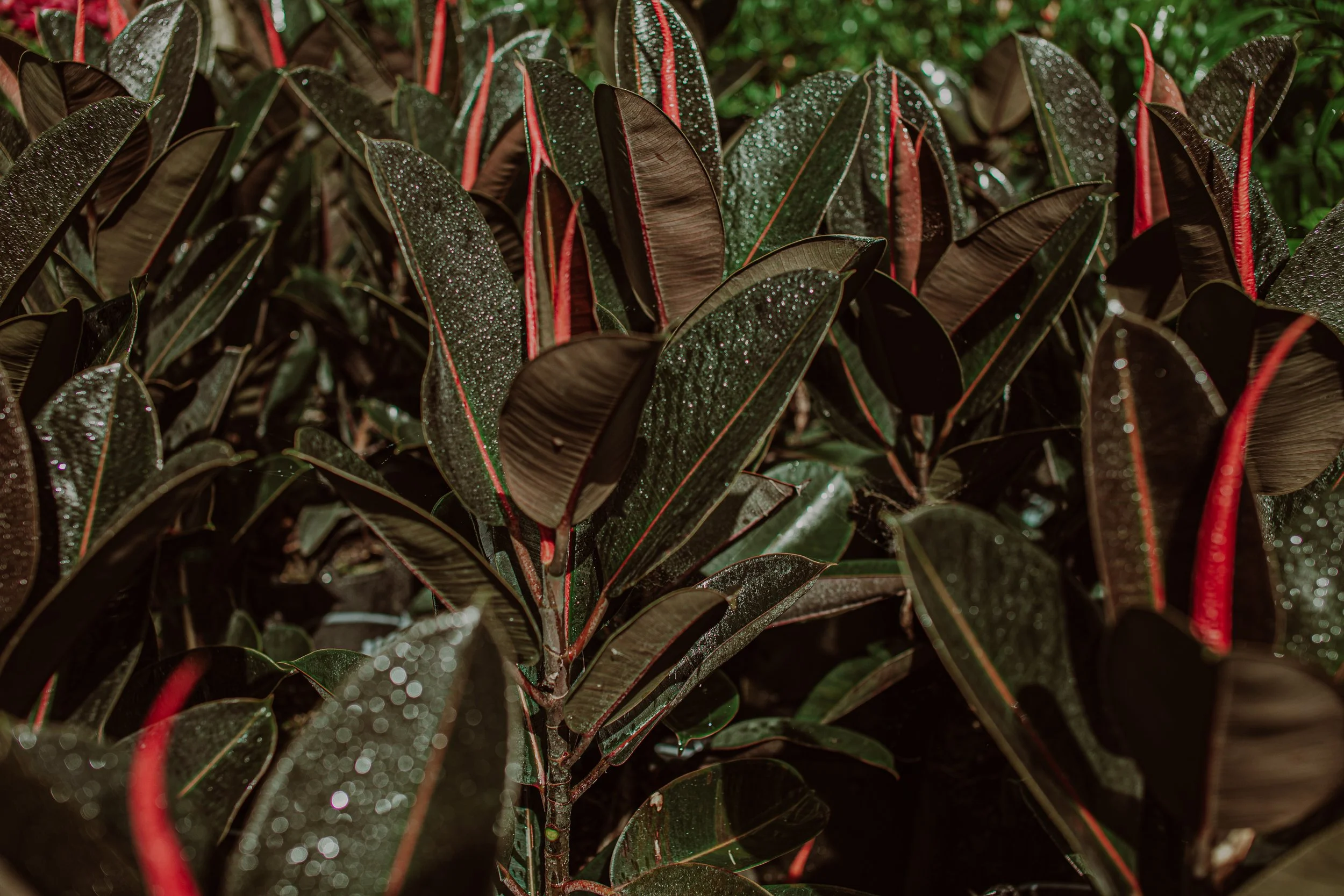 Ficus Black Knight Auckland Palm Centre.jpg