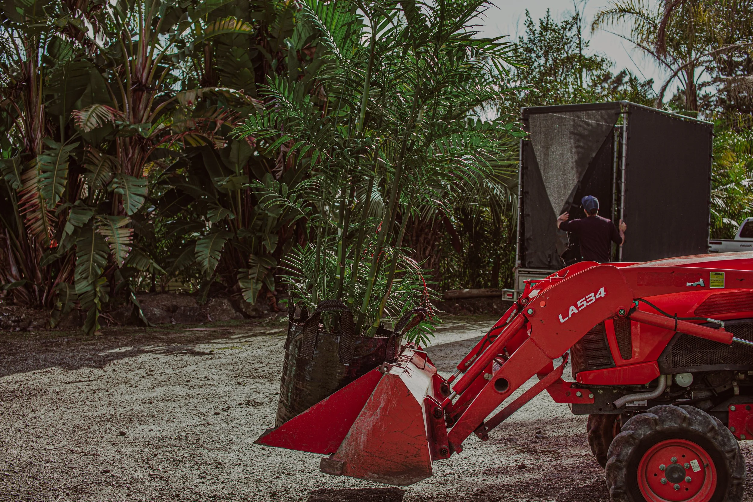 A beautiful lush green Chamaedorea Costaricana 135 litre grade palm tree is being transported and loaded to a specialist plant transport trailer by a red tractor at a nursery called Auckland Palm Centre.