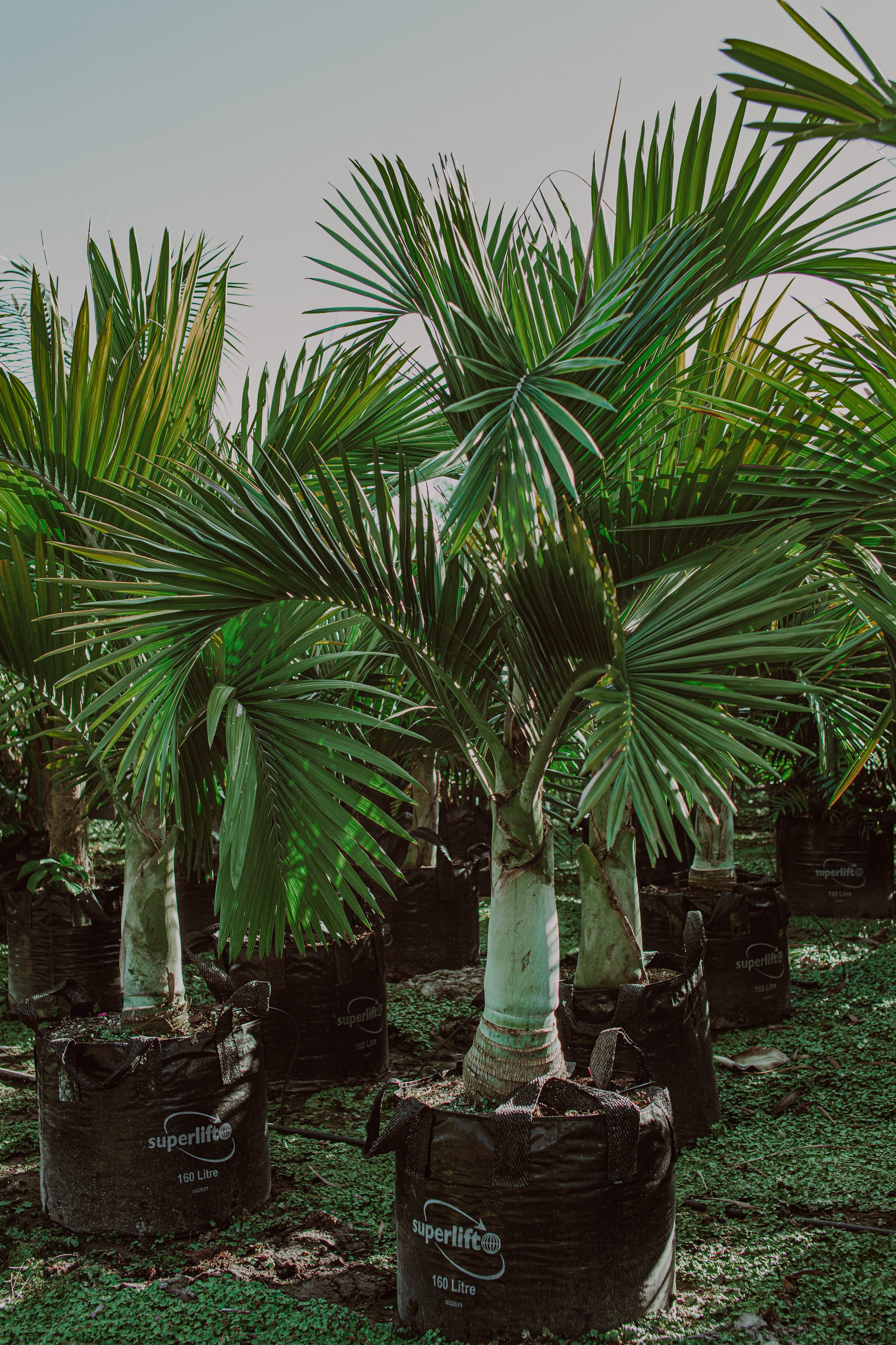 Umbrella Palm Auckland Palm Centre.jpg