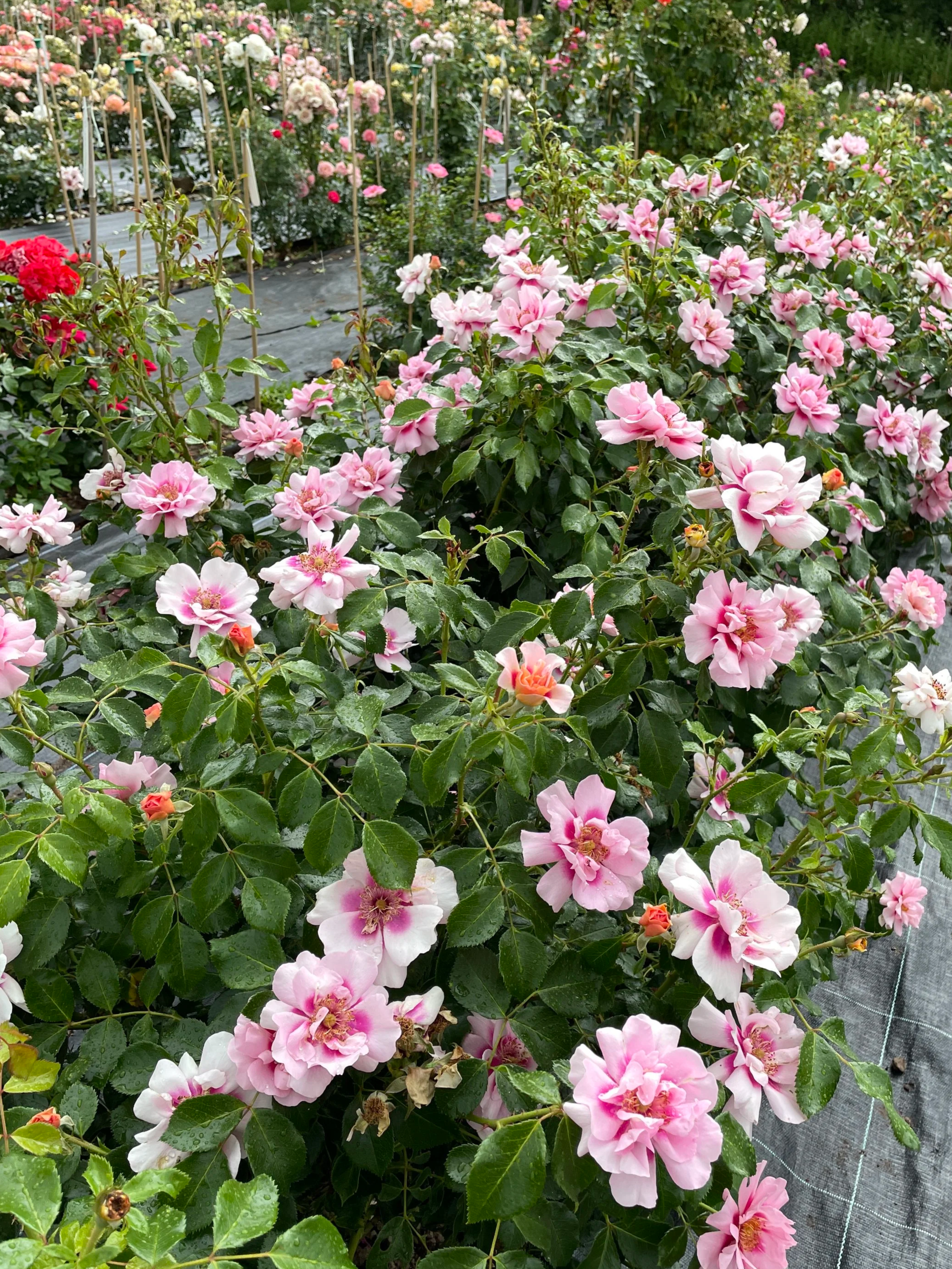 Multitude rose Warners Roses