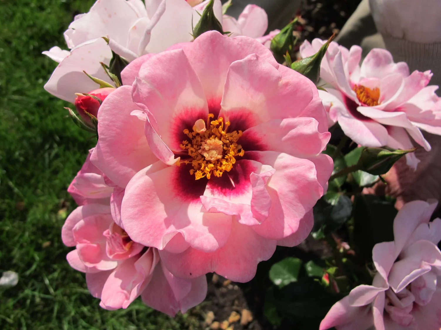 About us — Warners Roses
