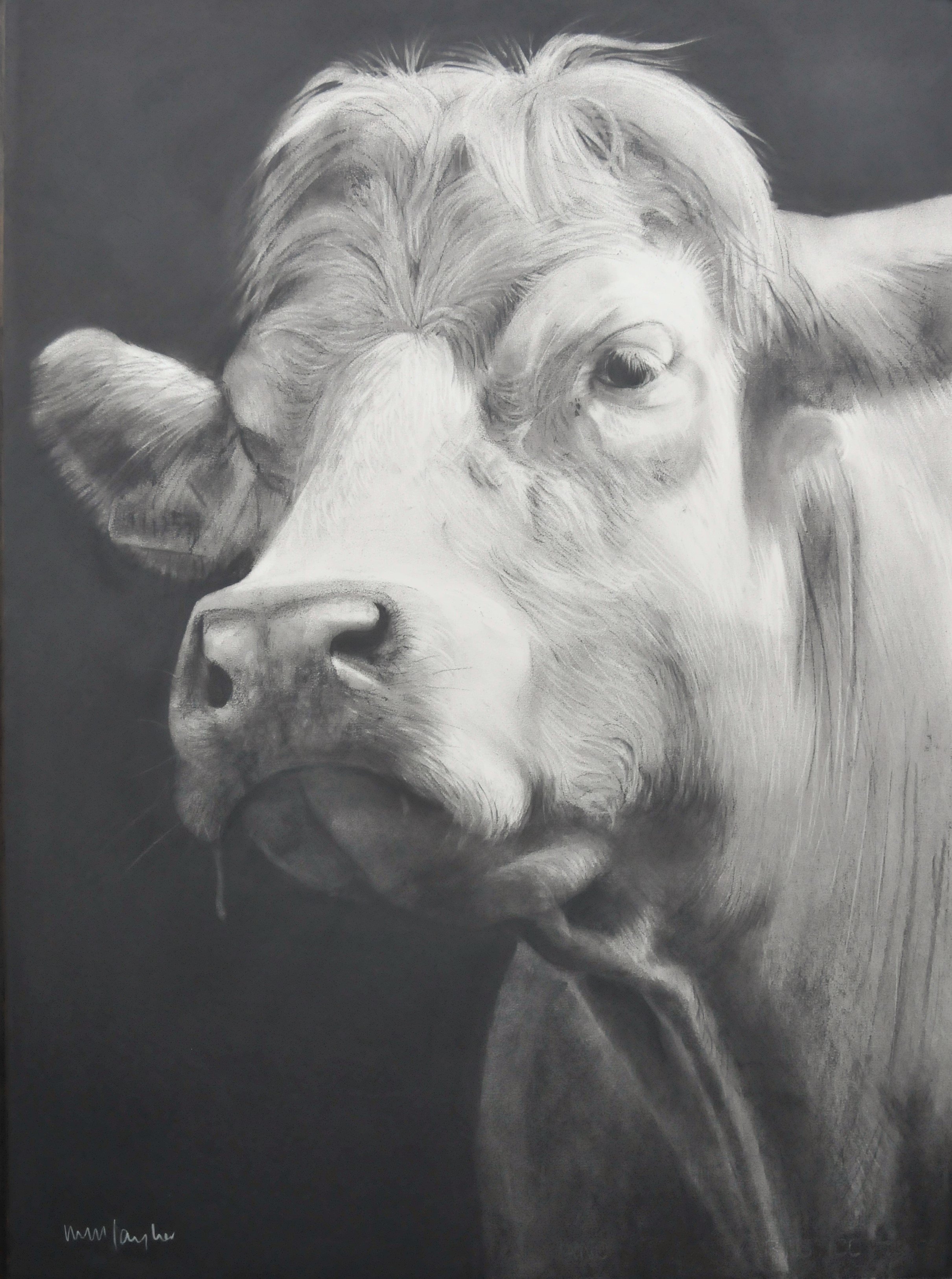 Cow [No.31]  Charcoal on paper  56 x 76cms  Will Taylor.JPG