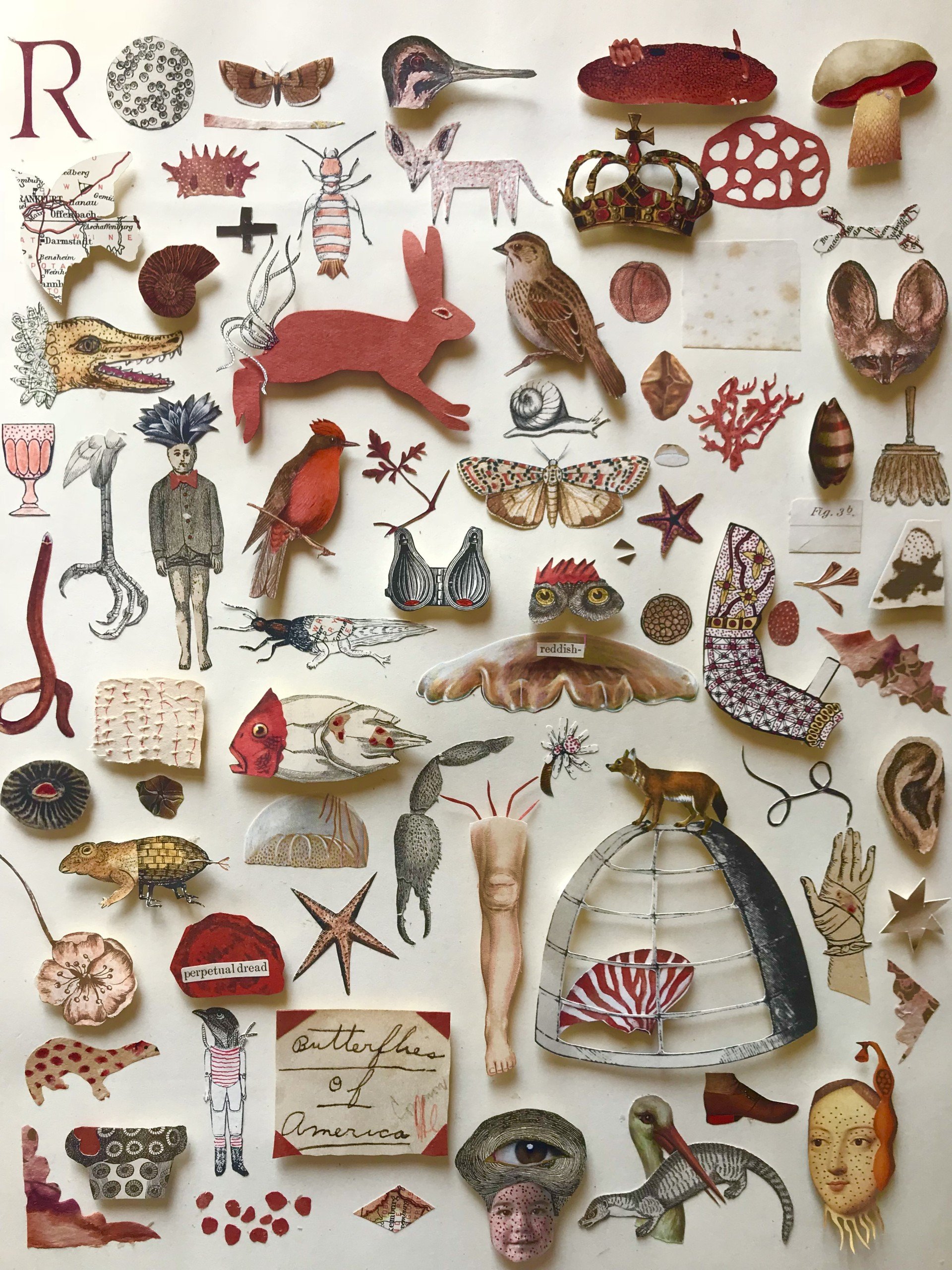 thumbnail_Common Objects of the Microscope Red.jpg