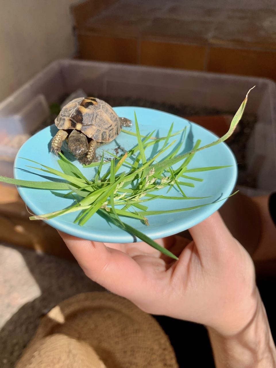Tortue Chatvasana.jpeg