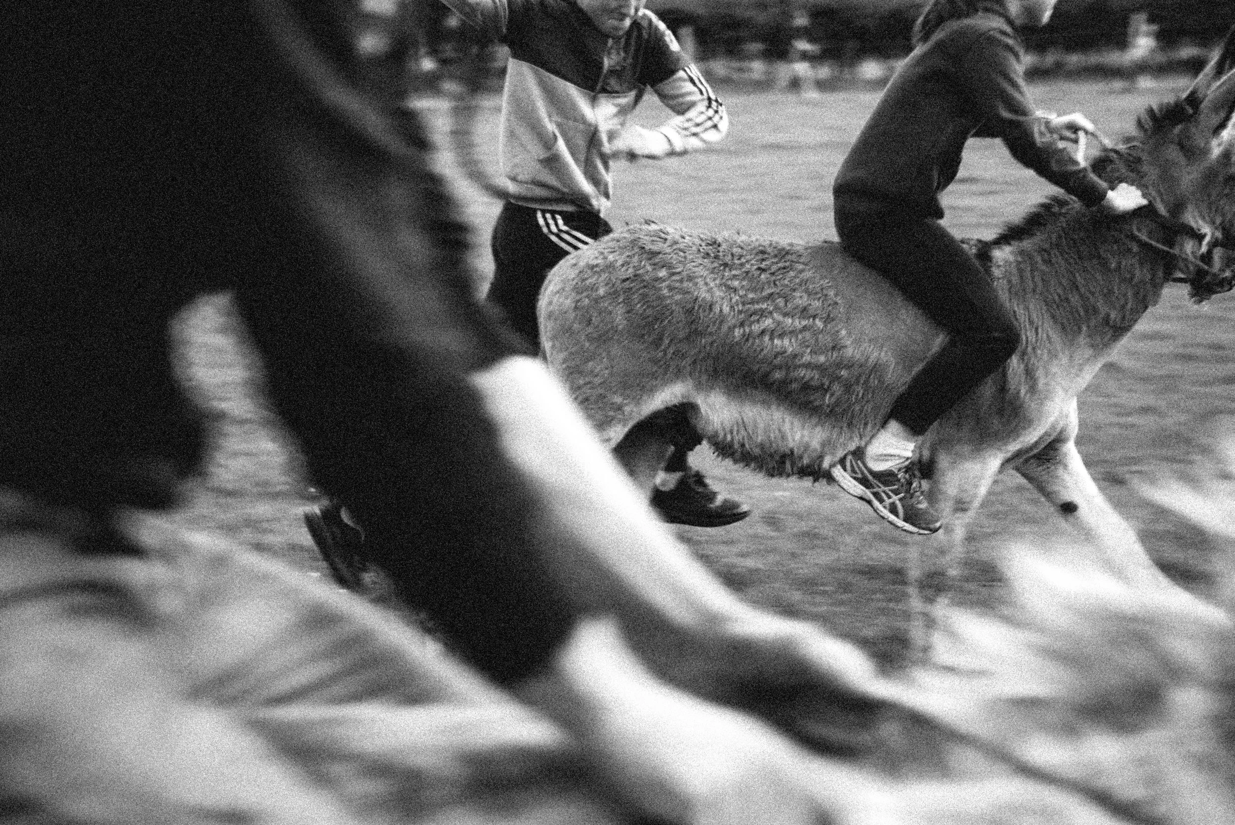 Ballintrillick Donkey Derby  A4 Print