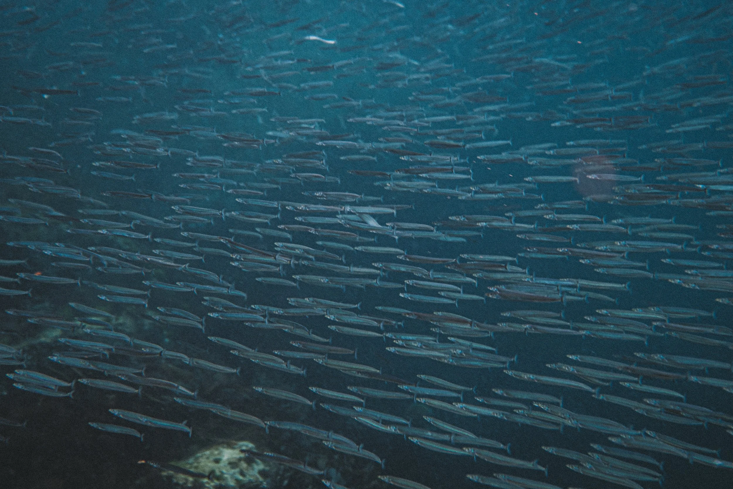 Fish shoal - Donegal