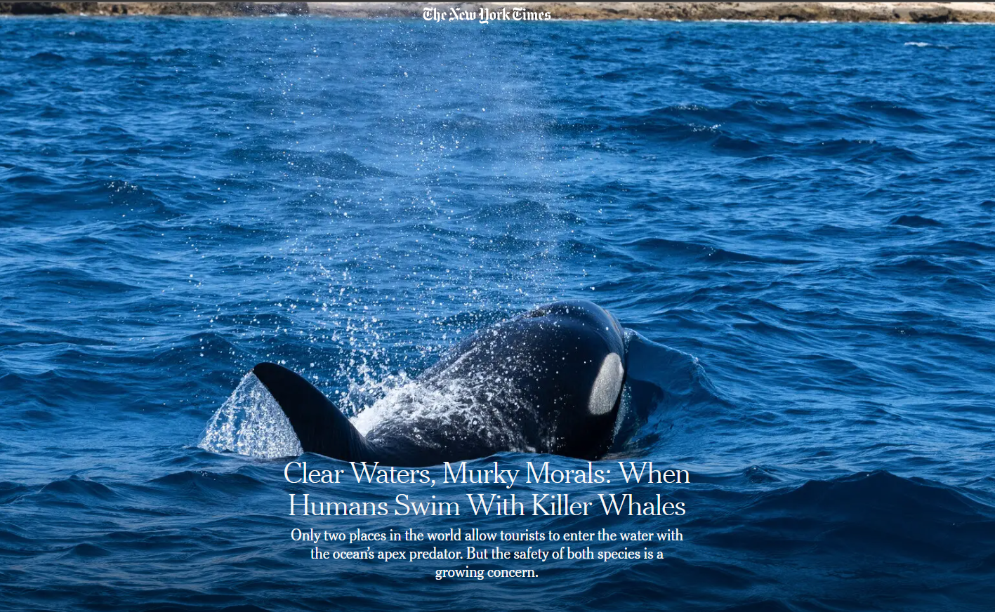 PhD research featured in The New York Times