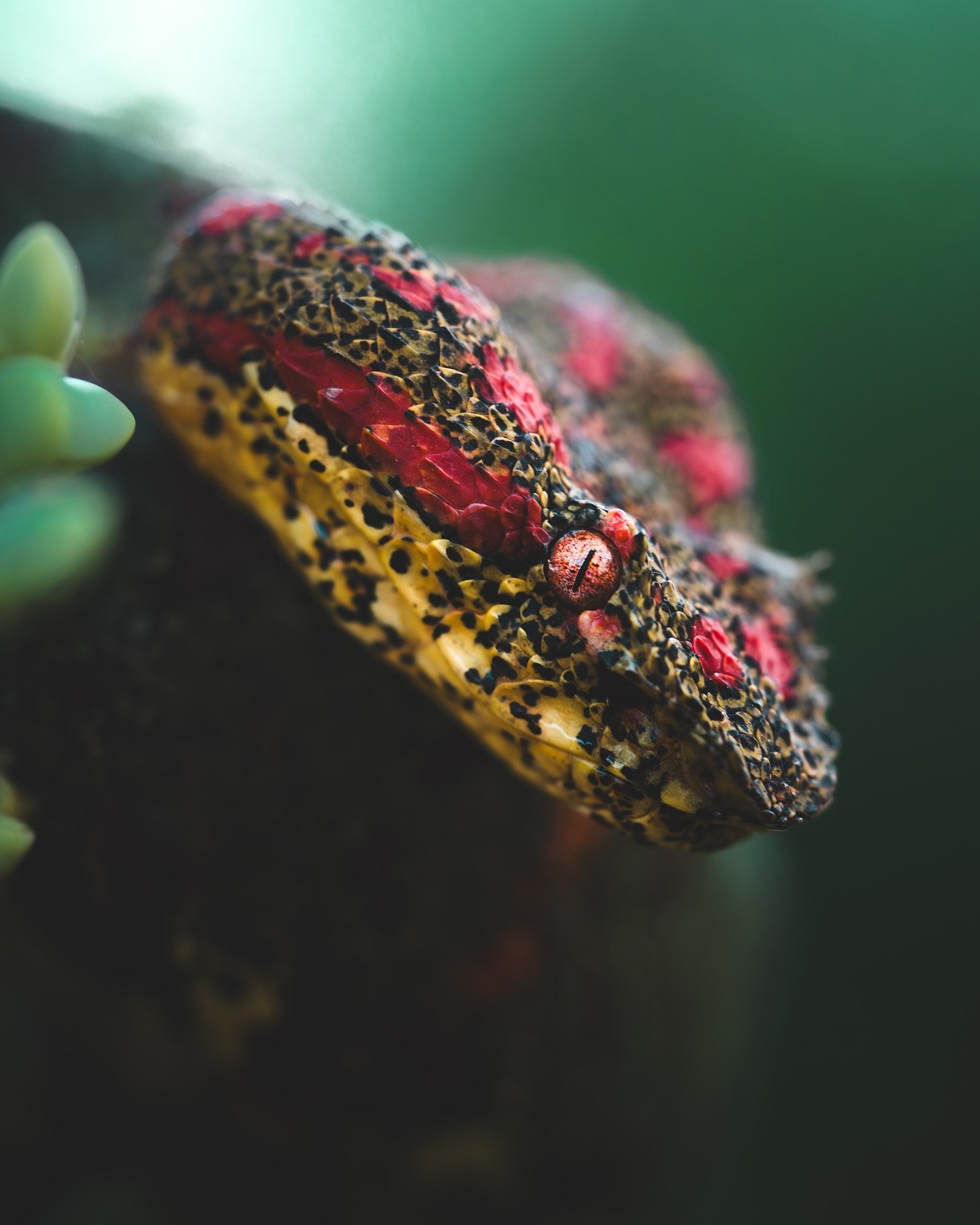 X PIT VIPER X

Meet the Central American Eyelash-Pitviper (Bothriechis nigroadspersus).

To this day, this is still one of the most amazing creature I ever crossed path with !

These vipers are an arboreal species meaning that they live in trees. The