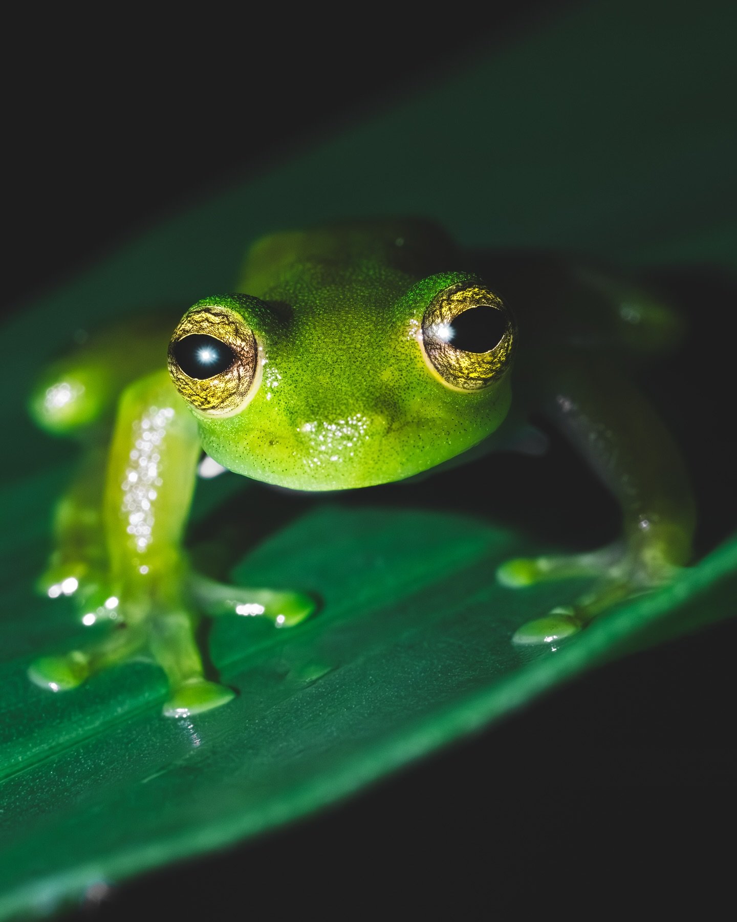 X CLOUD FOREST X

I just spent my last night in Ecuador exploring the Cloud Forest in search of nocturnal creatures and especially the amazing Glass Frogs !

To be exact, this specific species of Glass Frog is named Variable Glass Frog (Espadarana pr