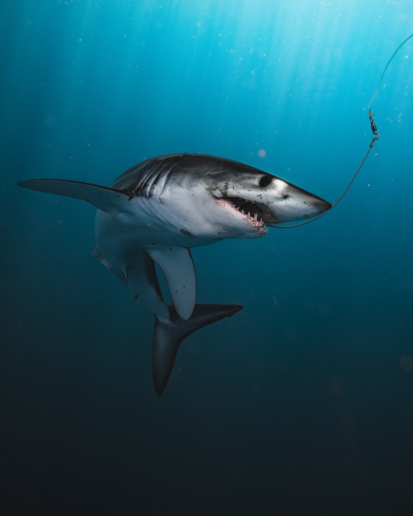 X SHARK AWARENESS DAY X

⚠️ IMPACTFUL IMAGES ⚠️

Today is Shark Awareness Day, a day to celebrate the most amazing predators ever !

While everyone will probably share their most beautiful shark photos, I want to take this day as an opportunity to sh