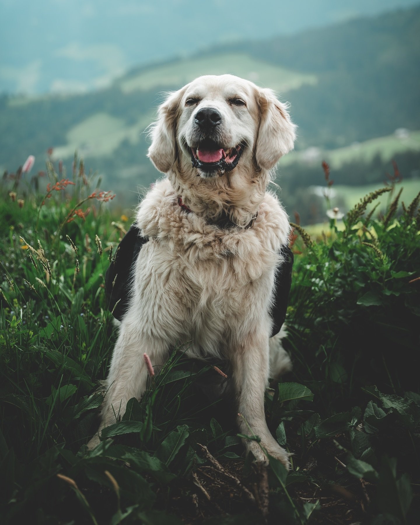 X HAYAKA X

Today is your day Hayaka.

You would be 13 years young today but life decided otherwise.

Exactly 1 year and 3 days ago, you physically left us, just 3 days before your birthday but our memories will live on forever.

Life will never be t