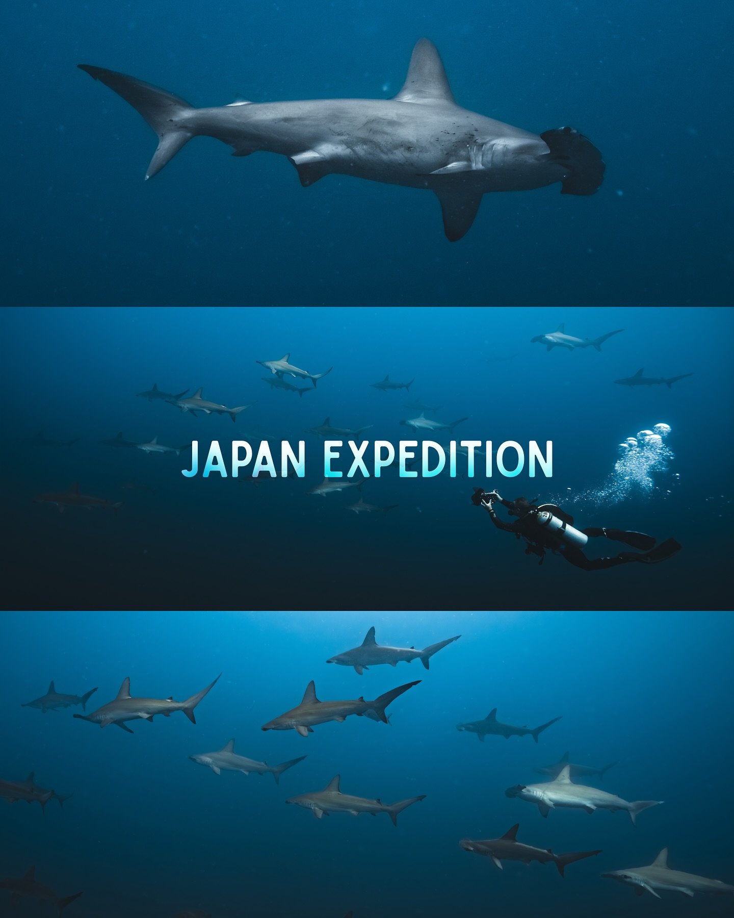 X JAPAN EXPEDITION X

We recently wrapped up our first @deepseaguardians expedition of the year and here&rsquo;s what it looked like !

From massive schools of Scalloped Hammerheads to real life Sharknados and unique underwater creatures, this exclus