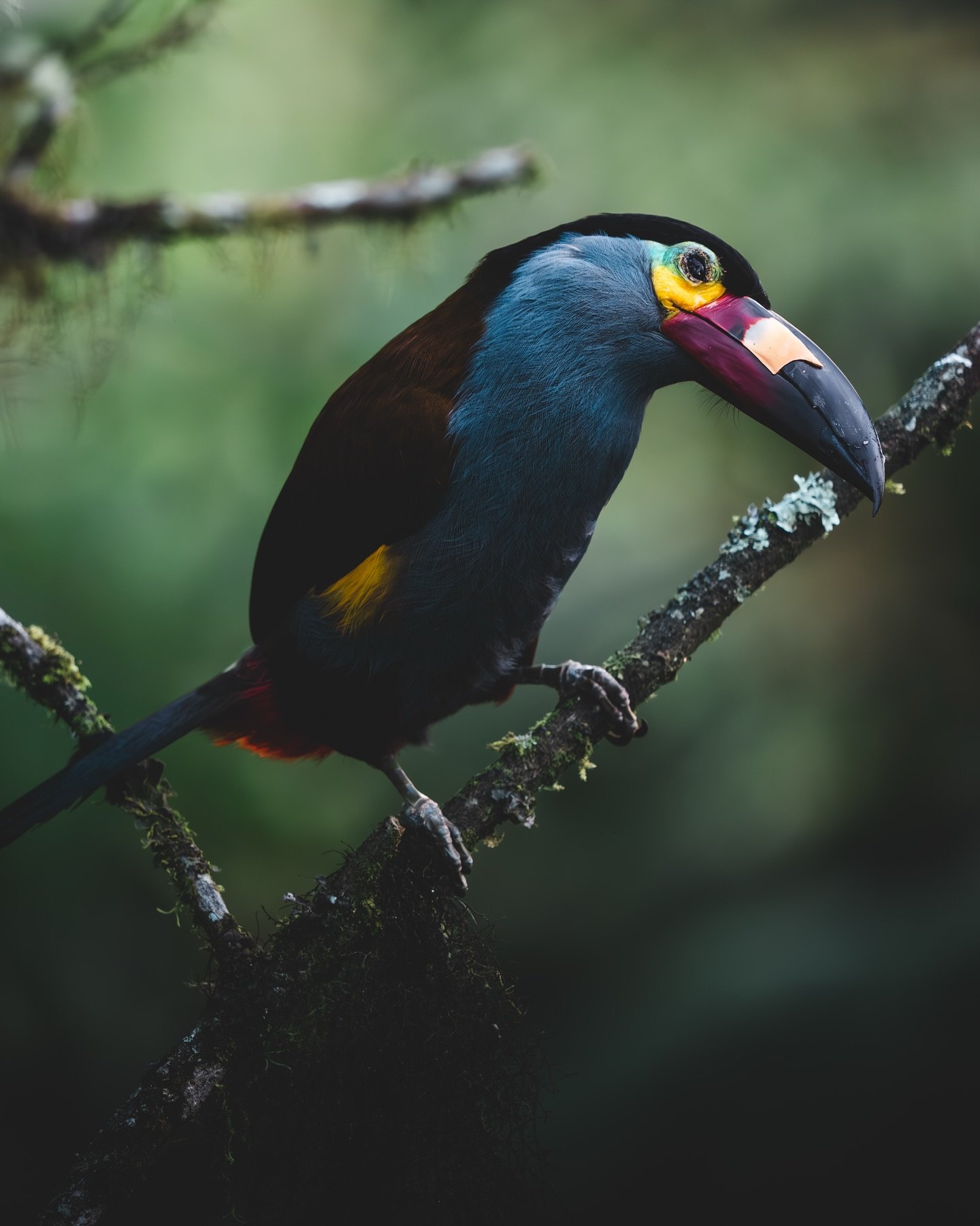X MOUNTAIN TOUCAN X

Let me introduce to you the most amazing bird I ever encountered aka my new favorite bird: the Plate-Billed Mountain Toucan (Andigena laminirostris)

I recently spent an entire month exploring Ecuador and I couldn&rsquo;t leave t