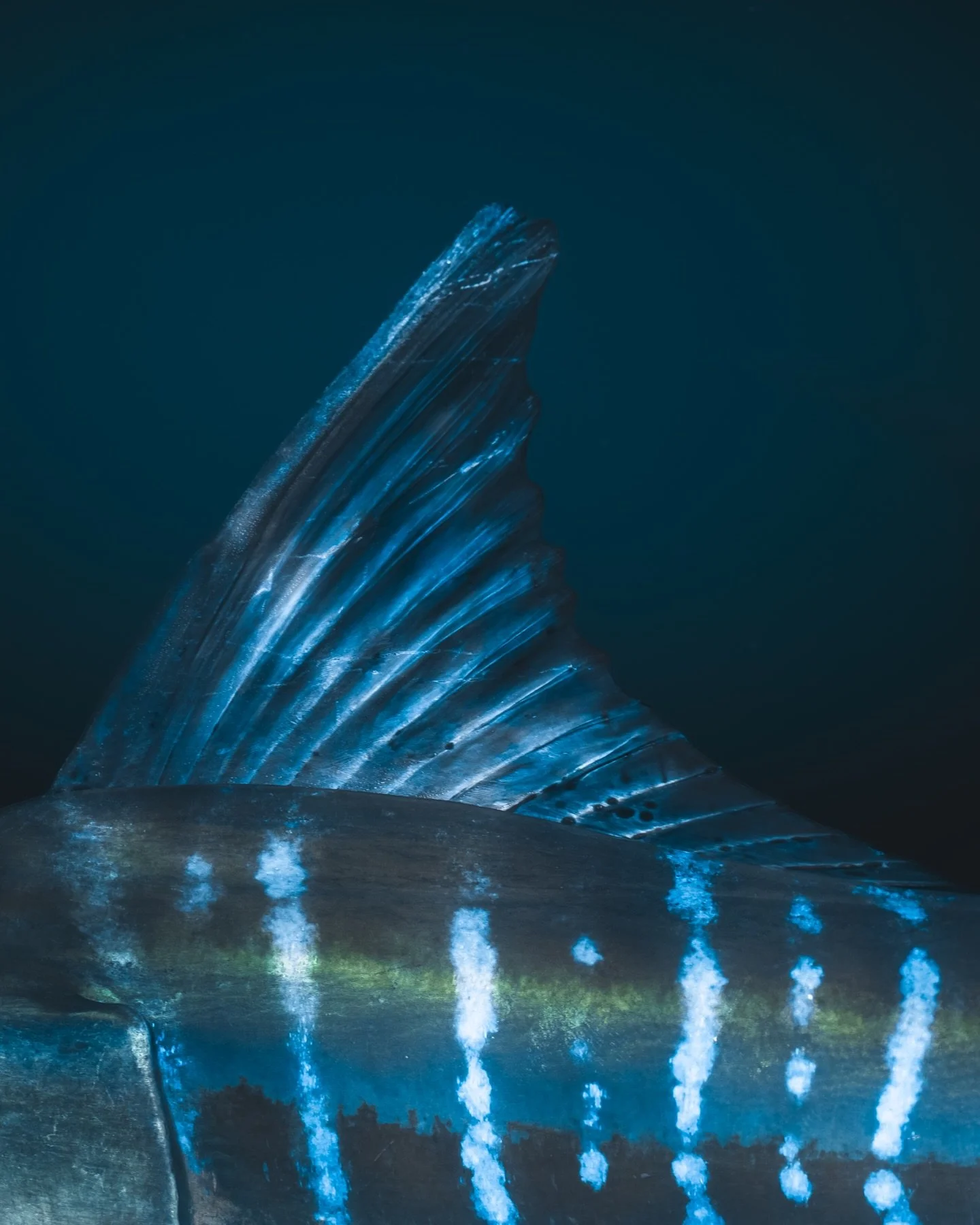 X STRIPED MARLIN X

Meet one of the most beautiful and most intimidating fish on our planet: the Striped Marlin (Kajikia audax).

We just wrapped up our @deepseaguardians Sardine Run Expedition and these amazing fish gave us a truly amazing show duri