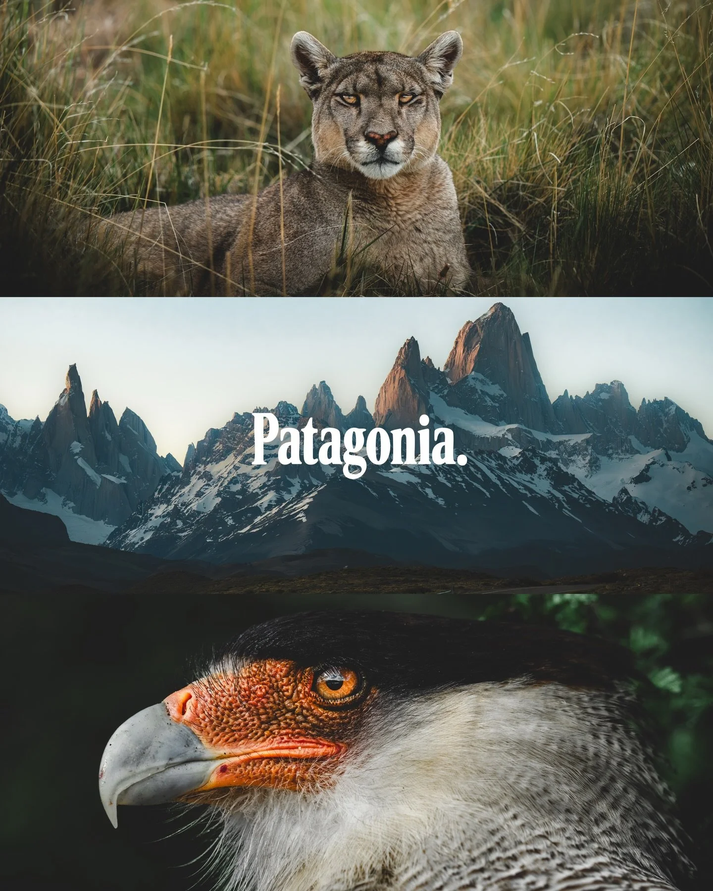 X PATAGONIA X

We just spent the past month exploring Patagonia, and little did I know I would fall so deeply in love with this truly unique place&hellip;

There&rsquo;s something so special about it that I can&rsquo;t quite put into words. The wildl