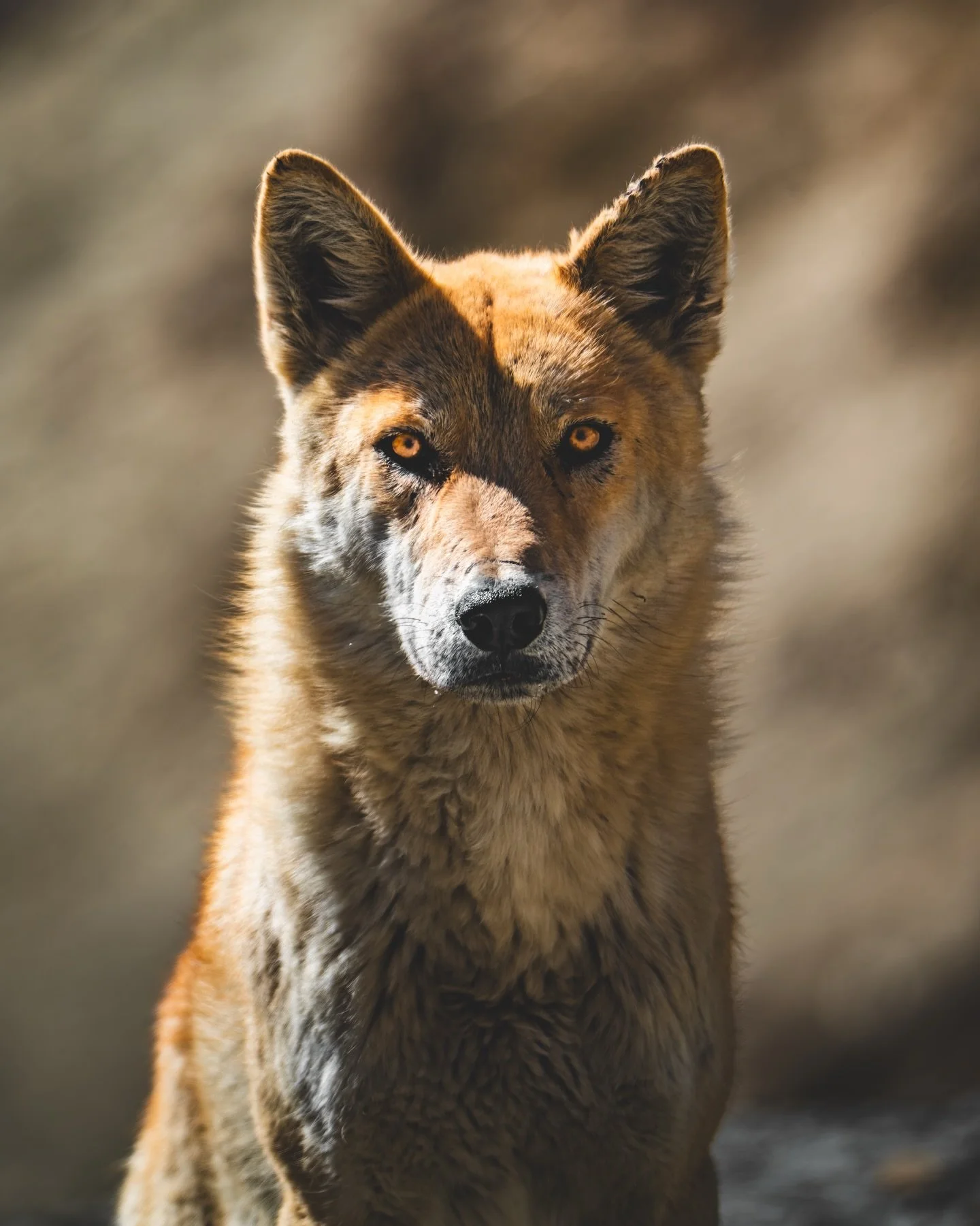 Meet the Khipshang: a rare, natural hybrid Wolfdog found in the high Himalayan region of Ladakh, born from the mating of Himalayan Wolves and feral dogs.

These Wolfdogs are known for their aggressive and bold nature, often dominating wolves while fe