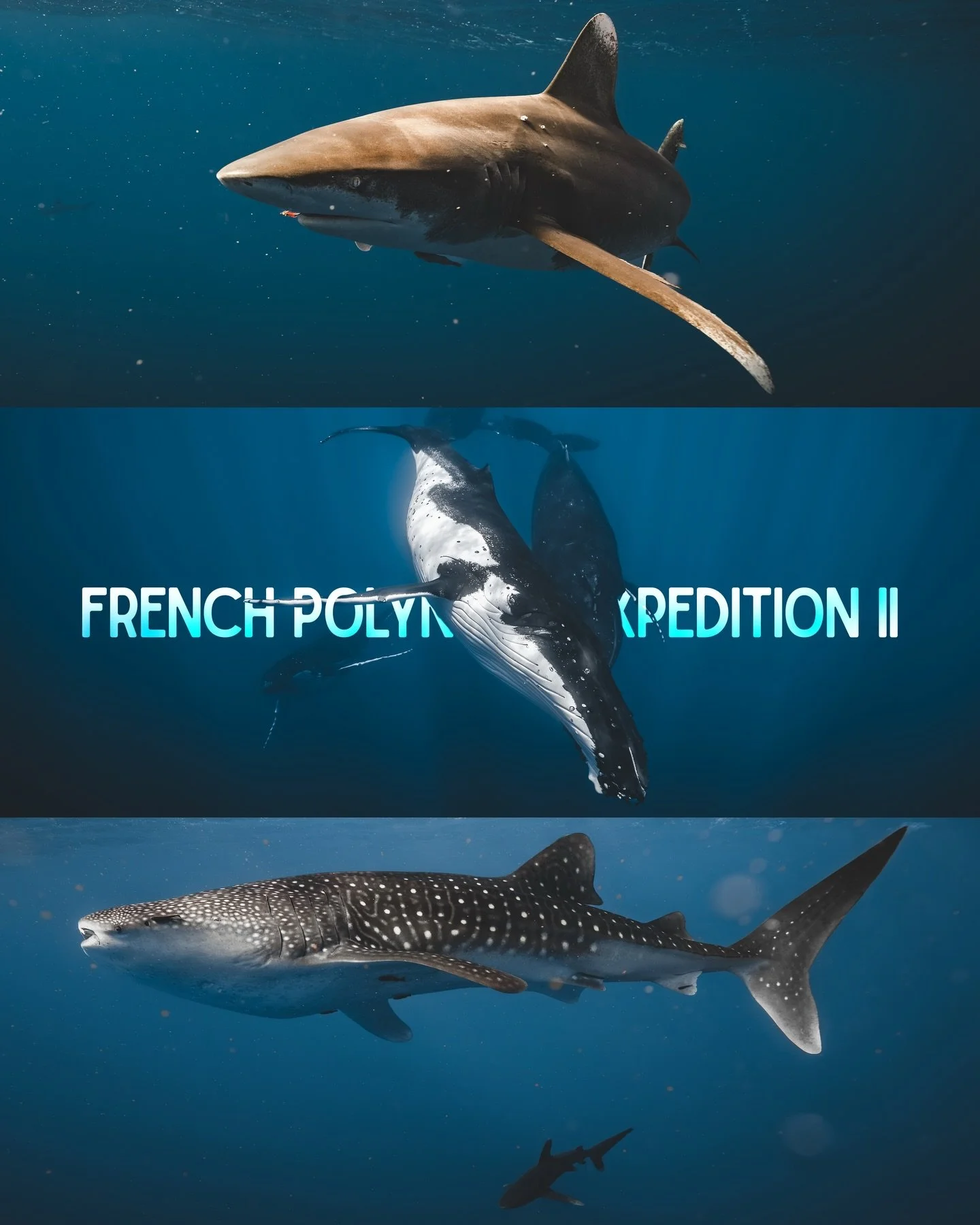 FRENCH POLYNESIA EXPEDITION 🌊🐋🦈

Here&rsquo;s a look back at our 2nd French Polynesia expedition of 2025.

We&rsquo;ve been hosting expeditions here for the past 4 years and this week was, without a doubt, the most epic yet !

In just 7 days, we s