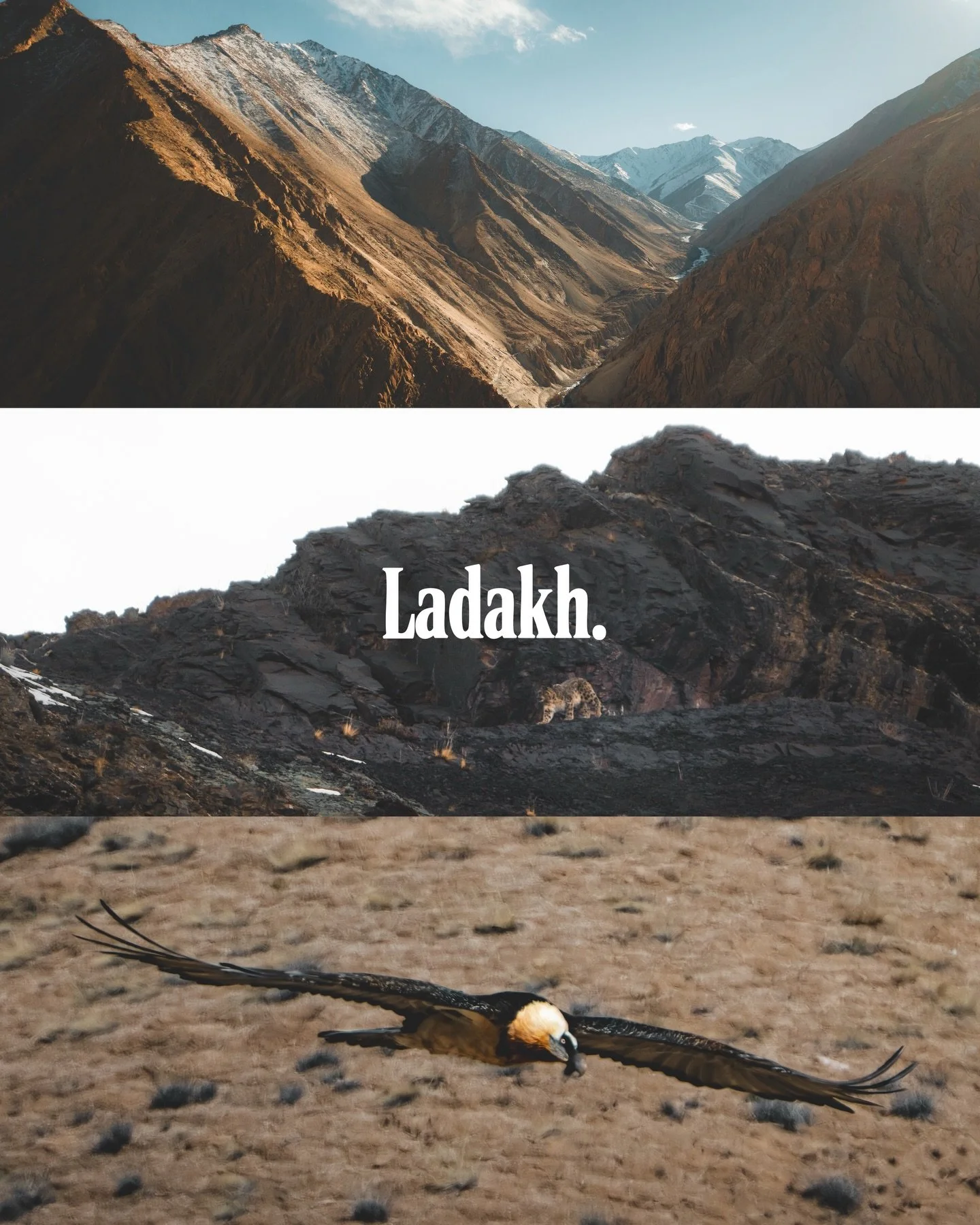 We recently spent about a month in the High Himalayas, exploring one of the wildest and most inhospitable region of our planet: Ladakh !

We initially went there in search of an animal I thought completely impossible to find, the white ghost of the H