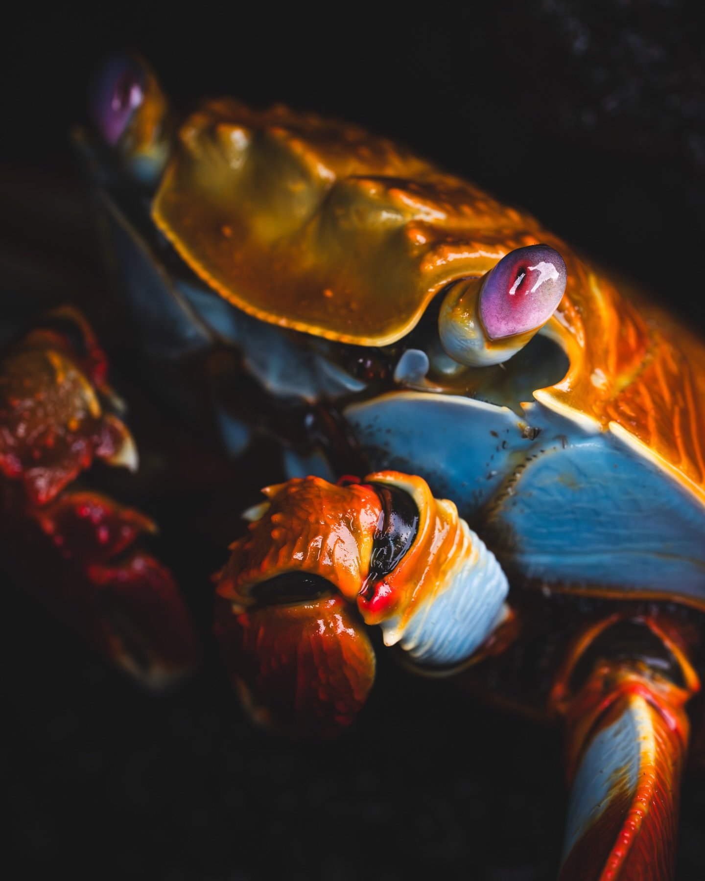 Meet the Sally Lightfoot crab, a colorful little creature that looks absolutely crazy when taking a closer look ! 🦀

These colorful island crustaceans can sprint across volcanic rocks, survive crashing waves, and even jump between cliffs with incred
