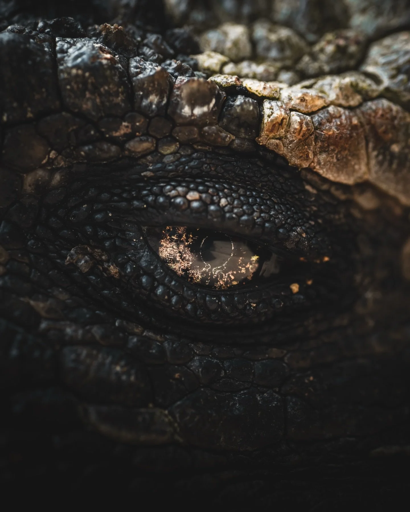 I found some real life dinosaurs during my last mission in the Gal&aacute;pagos Islands, forever one of my favorite place on this planet !

The only sea-going lizards on Earth, Marine Iguanas have evolved to survive in one of the harshest environment