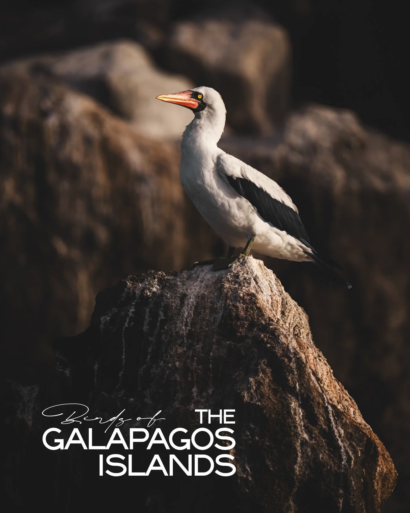 People always talk about The Gal&aacute;pagos Islands as an underwater paradise.

Yet above the waves, another spectacle unfolds. From frigatebirds soaring overhead to blue-footed boobies diving like arrows, the skies are almost as mesmerizing as the