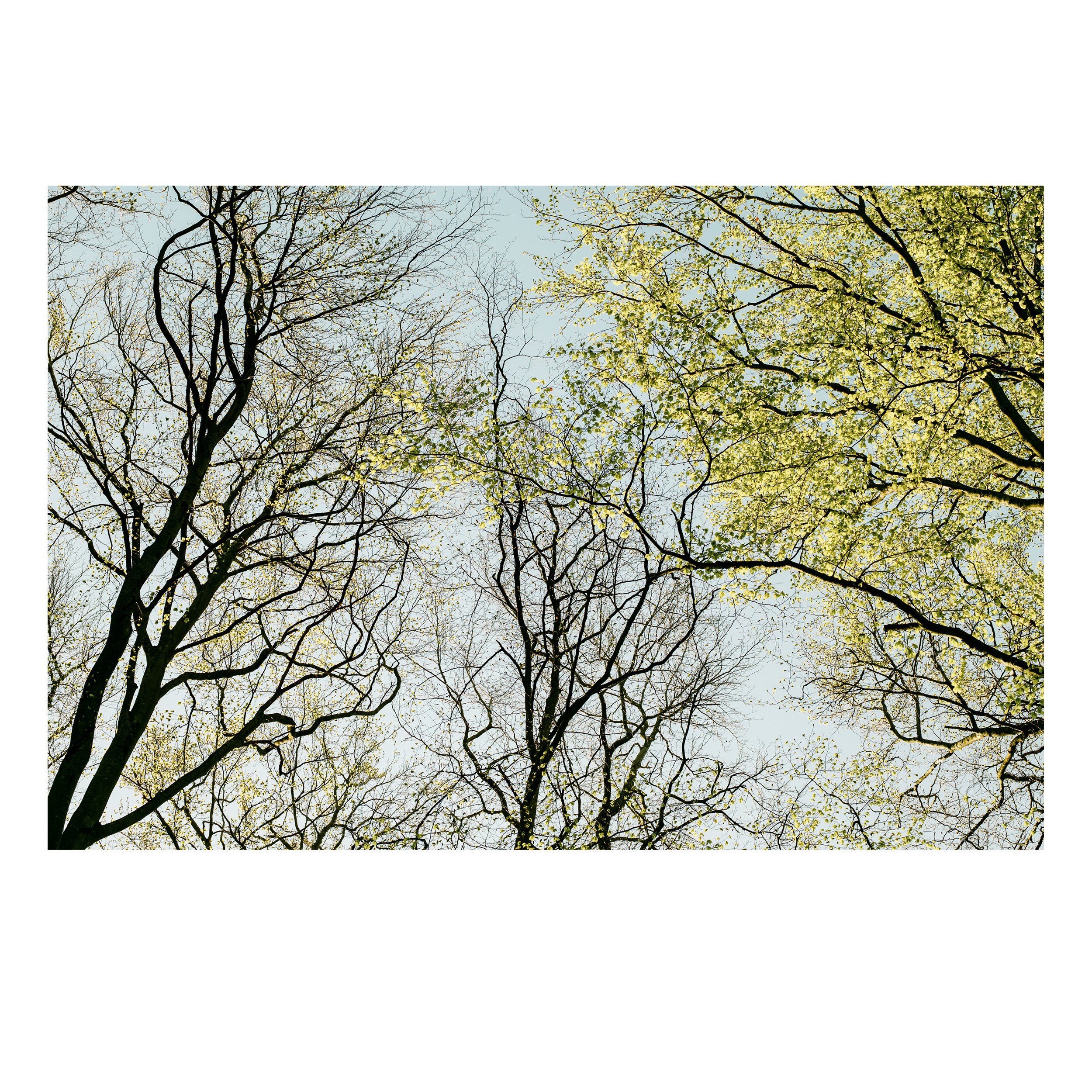 Spring Leaves