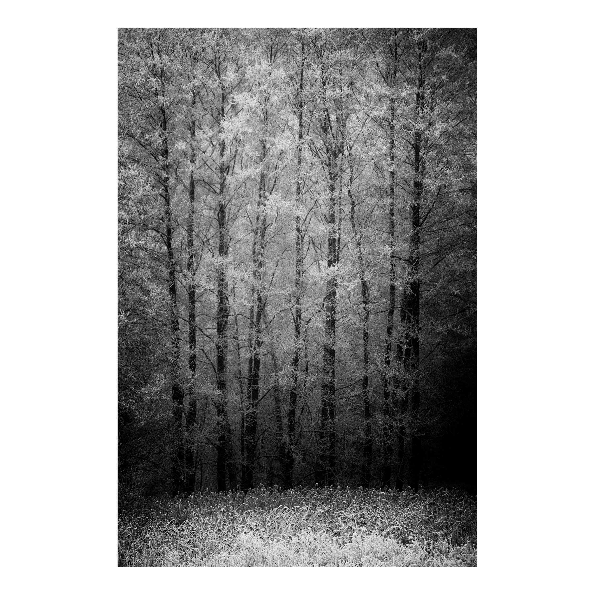 Winter Symphony