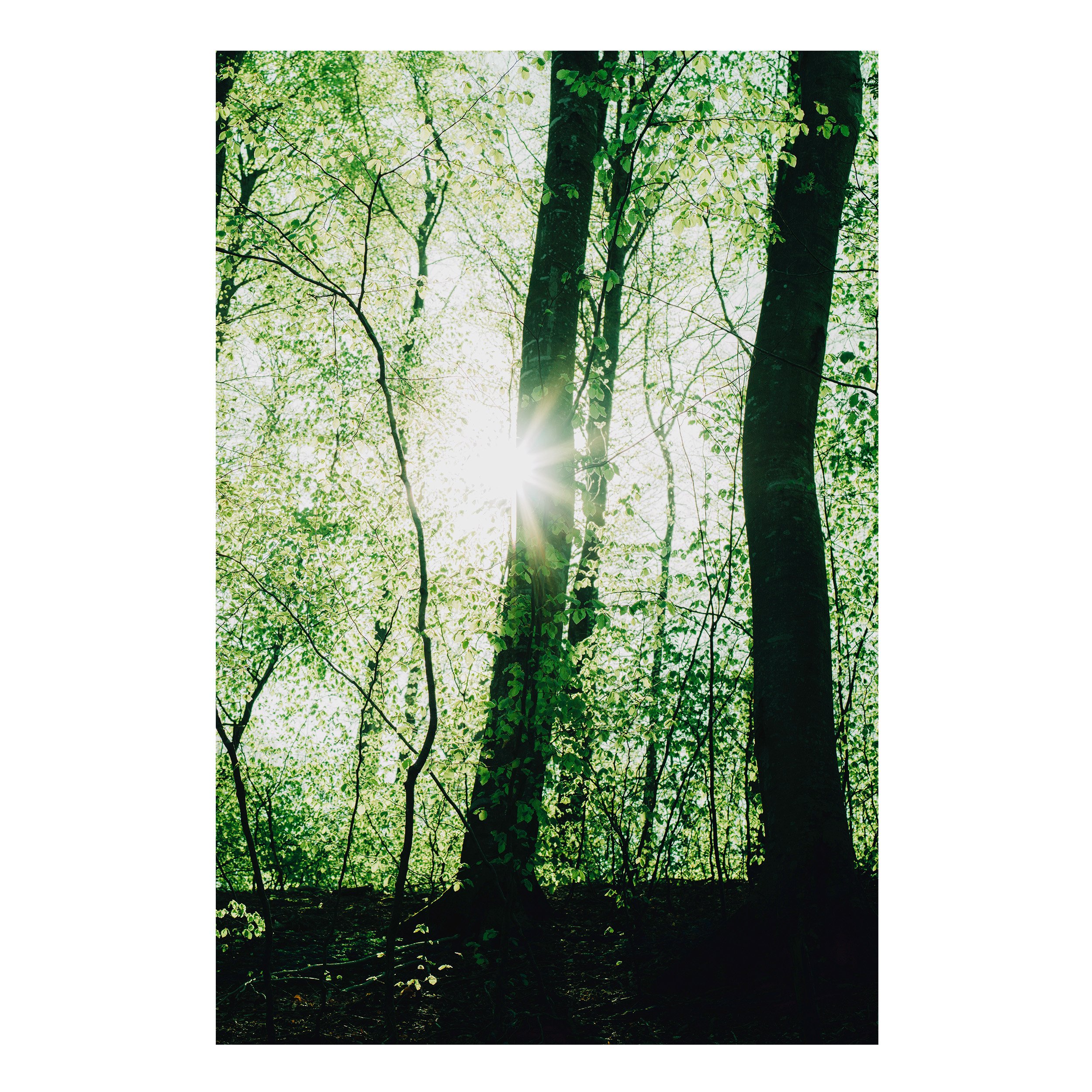 Forest Green.jpg