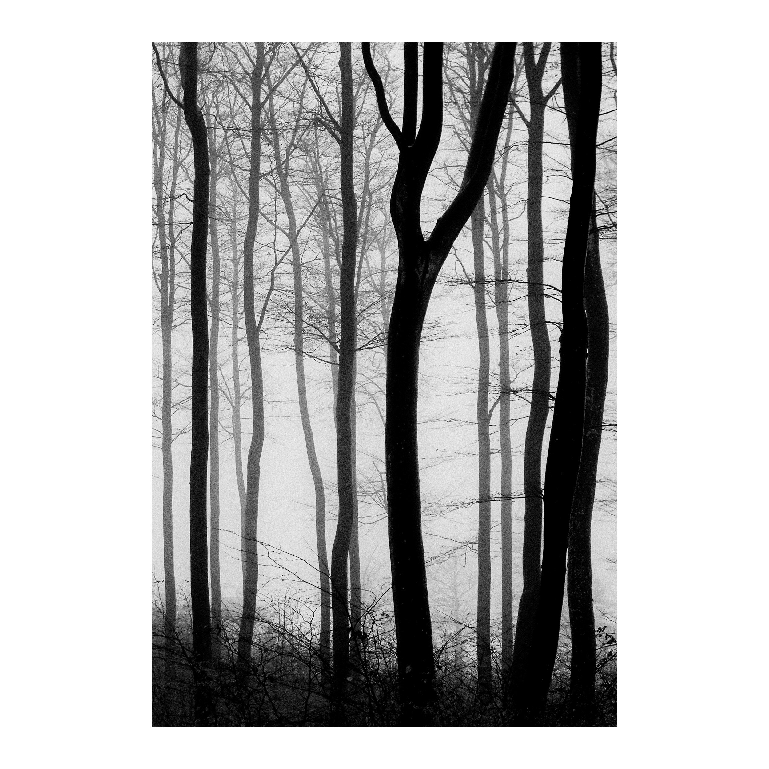 Faded Forest