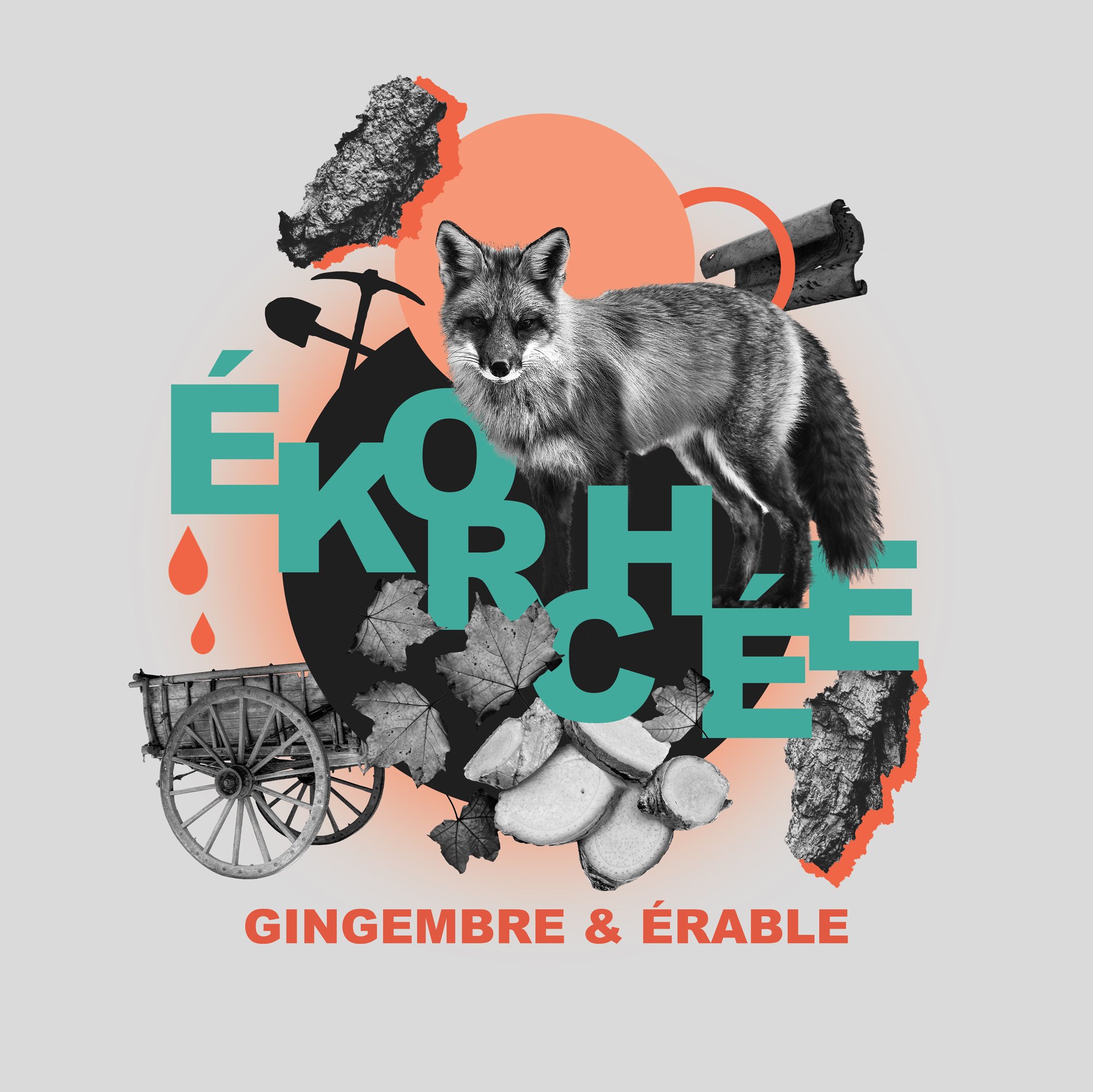 MAGXEkorchee-Gingembre_Erable.jpg