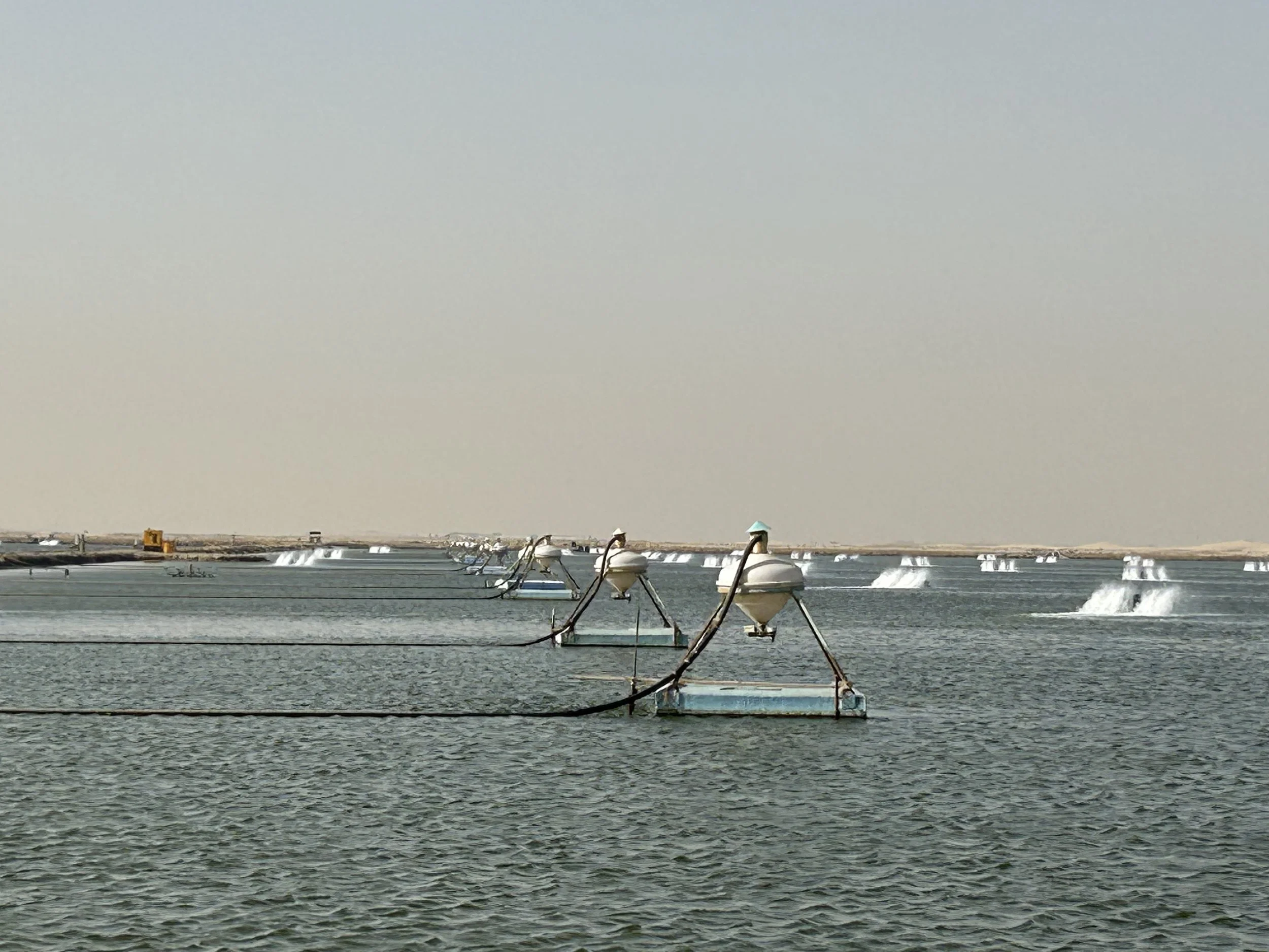 EN- Innovative Feeding Solutions for Shrimp — AQ1 Systems