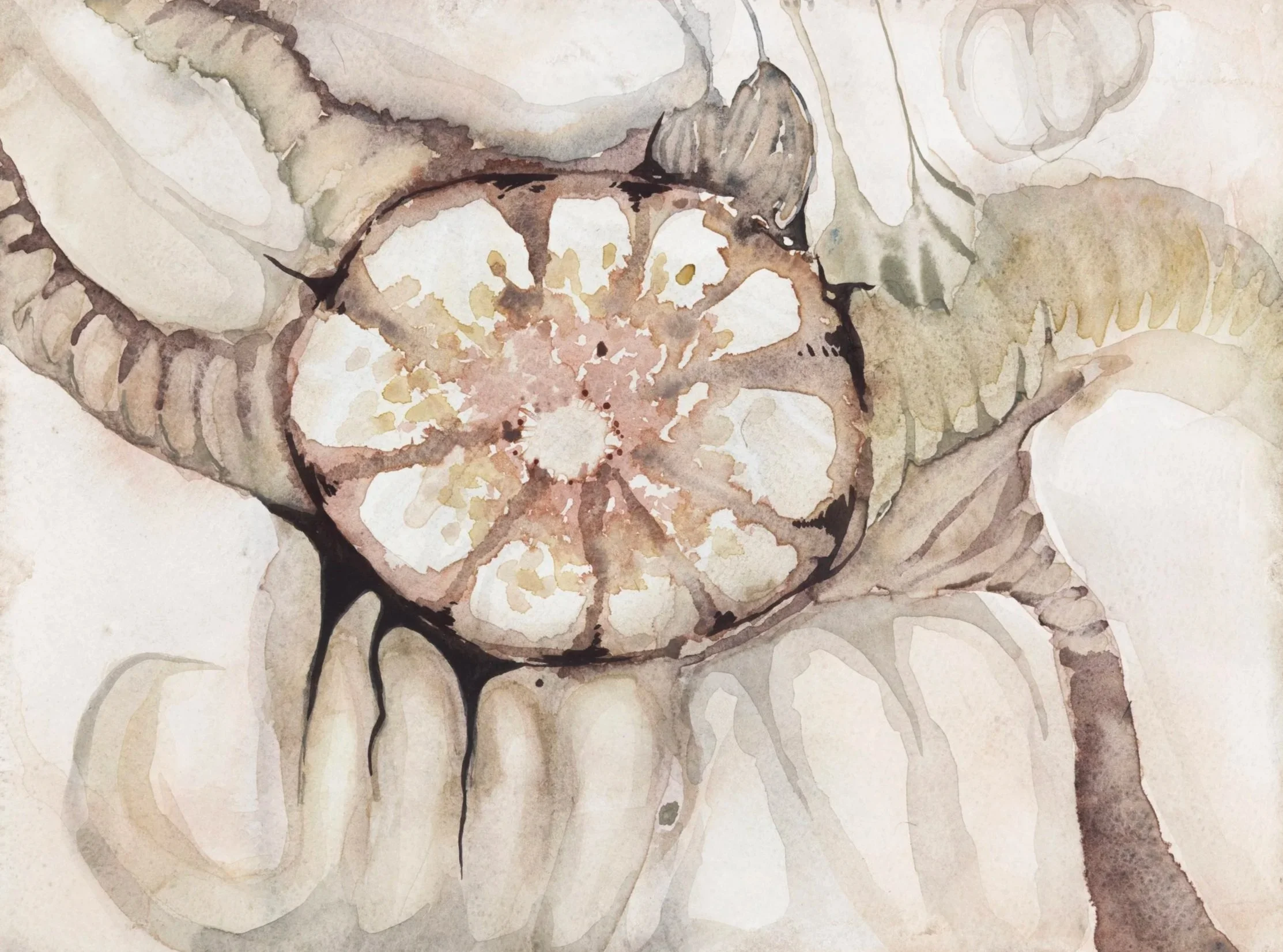 Specimen |, 2026. Watercolour on paper — 29.7 x 42 cm