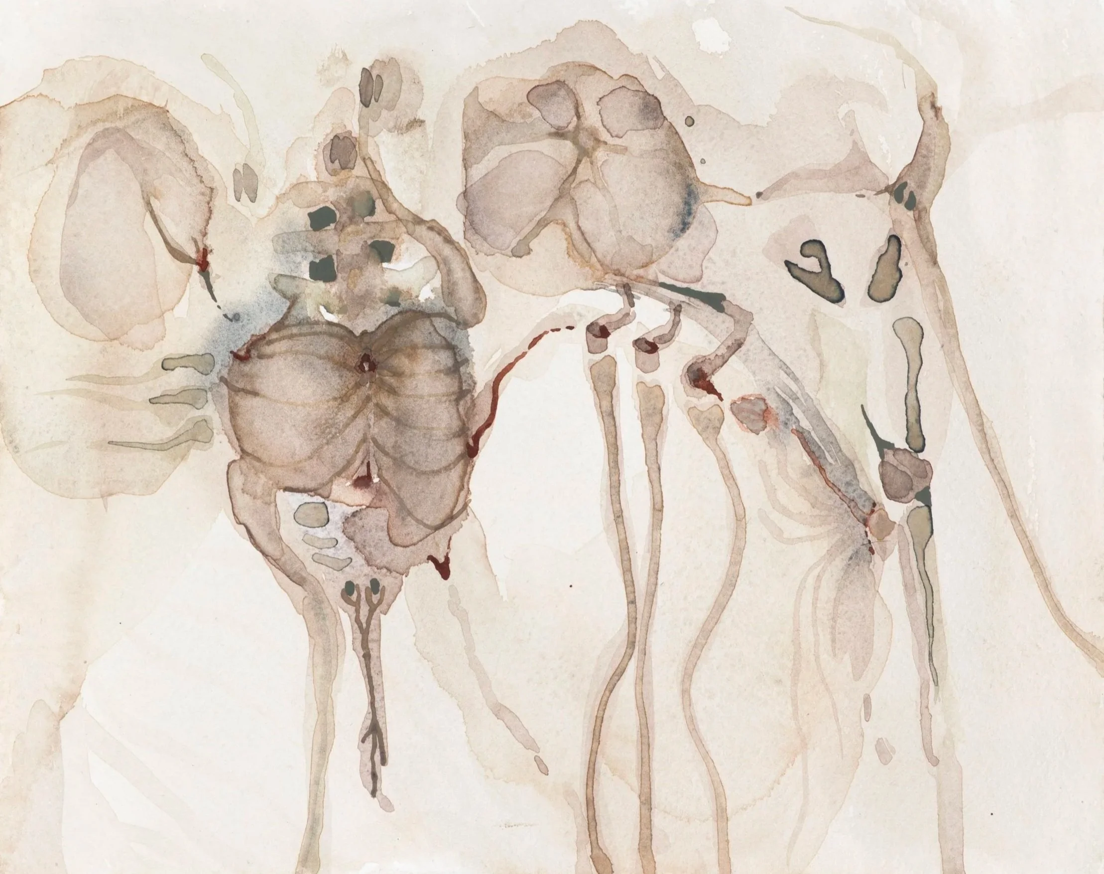 Specimen ||, 2026. Watercolour on paper — 21 x 29.7 cm