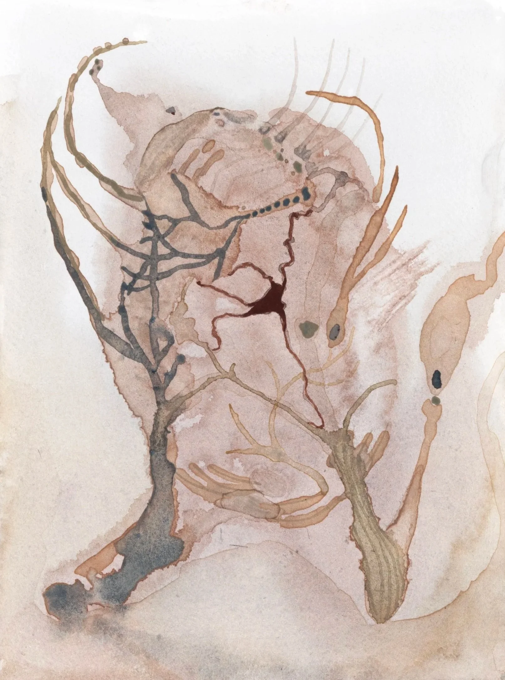Specimen |||, 2026. Watercolour on paper — 18 x 14.5 cm