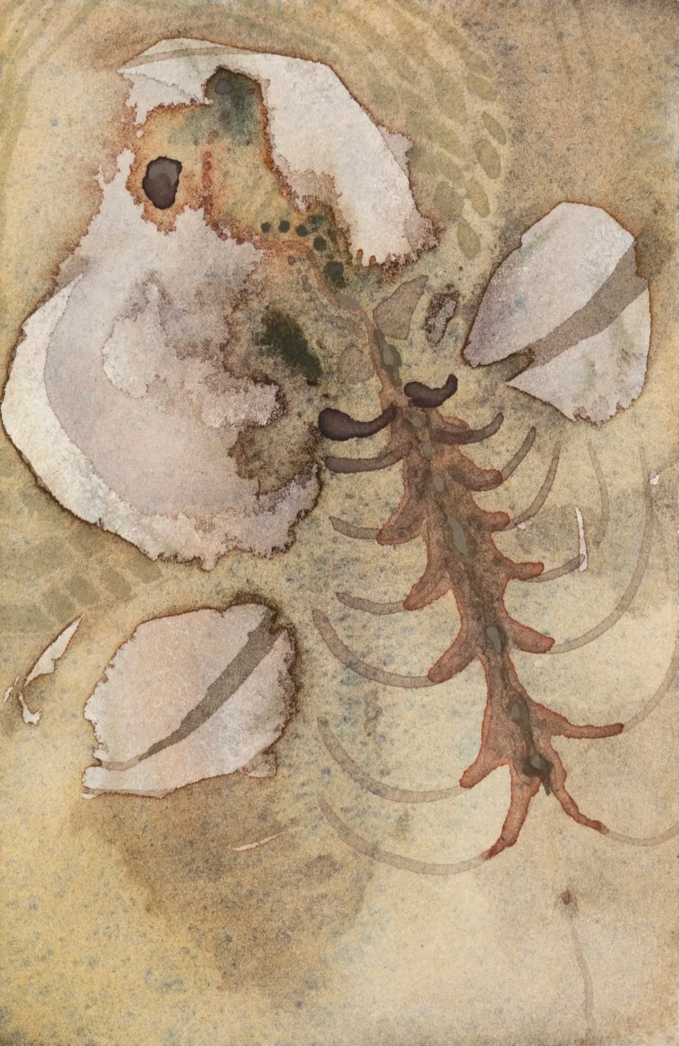 Specimen |||||, 2026. Watercolour on paper — 14.8 x 10 cm